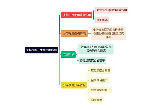 医学知识支持细胞在生精中的作用思维导图