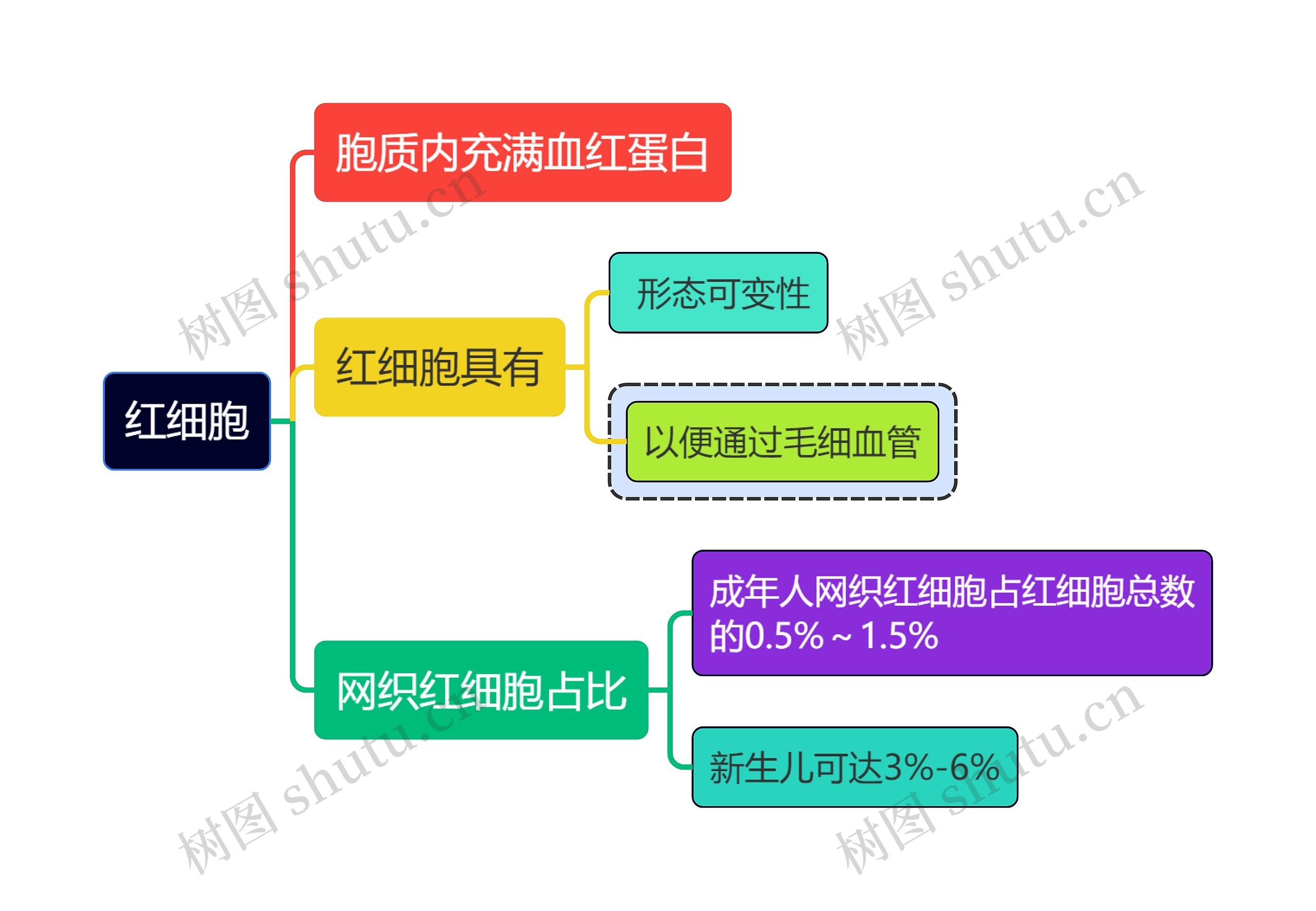 医学知识红细胞思维导图