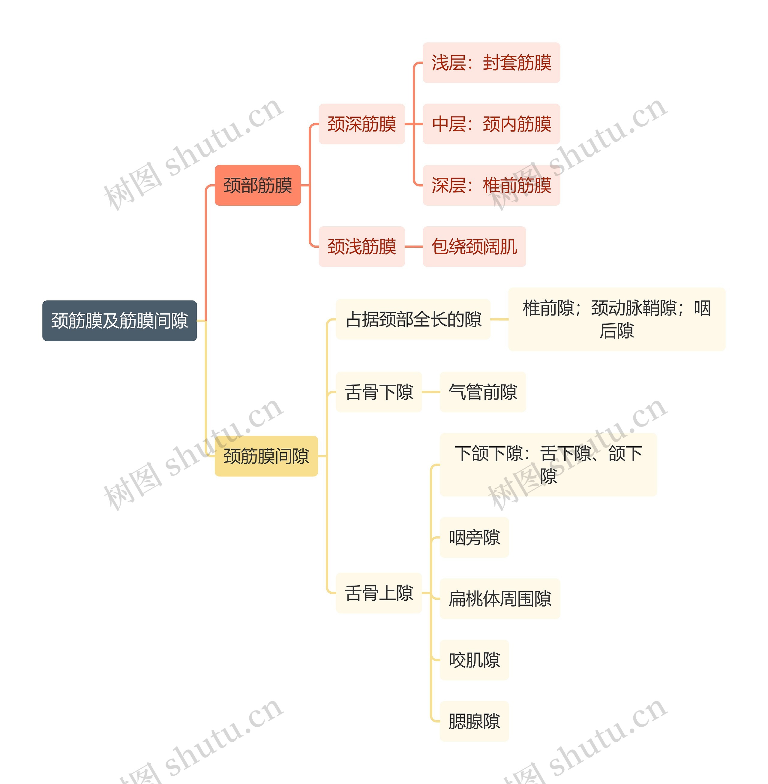 医学知识颈筋膜及筋膜间隙思维导图