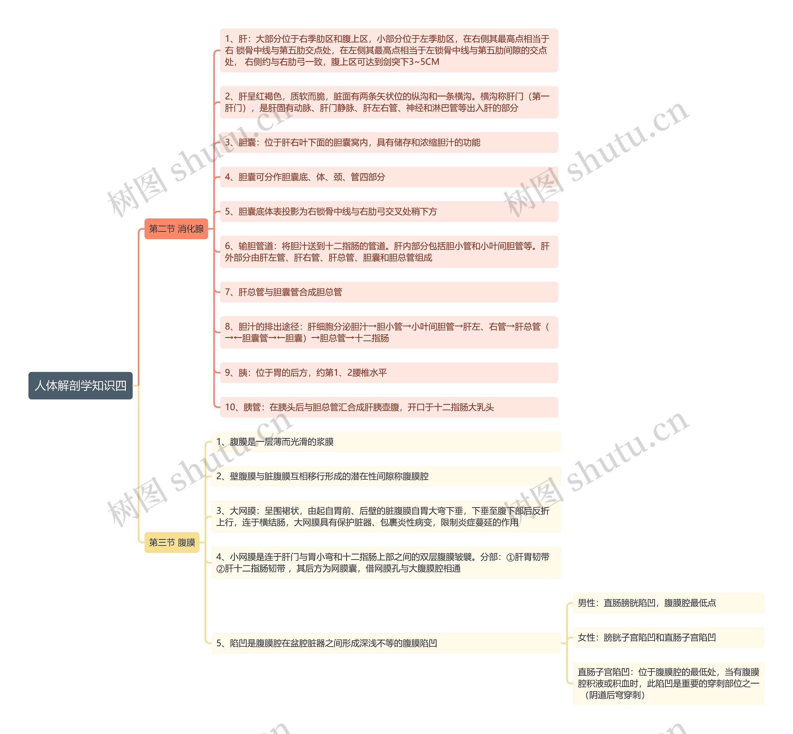 《人体解剖学知识四 消化腺 腹膜》思维导图