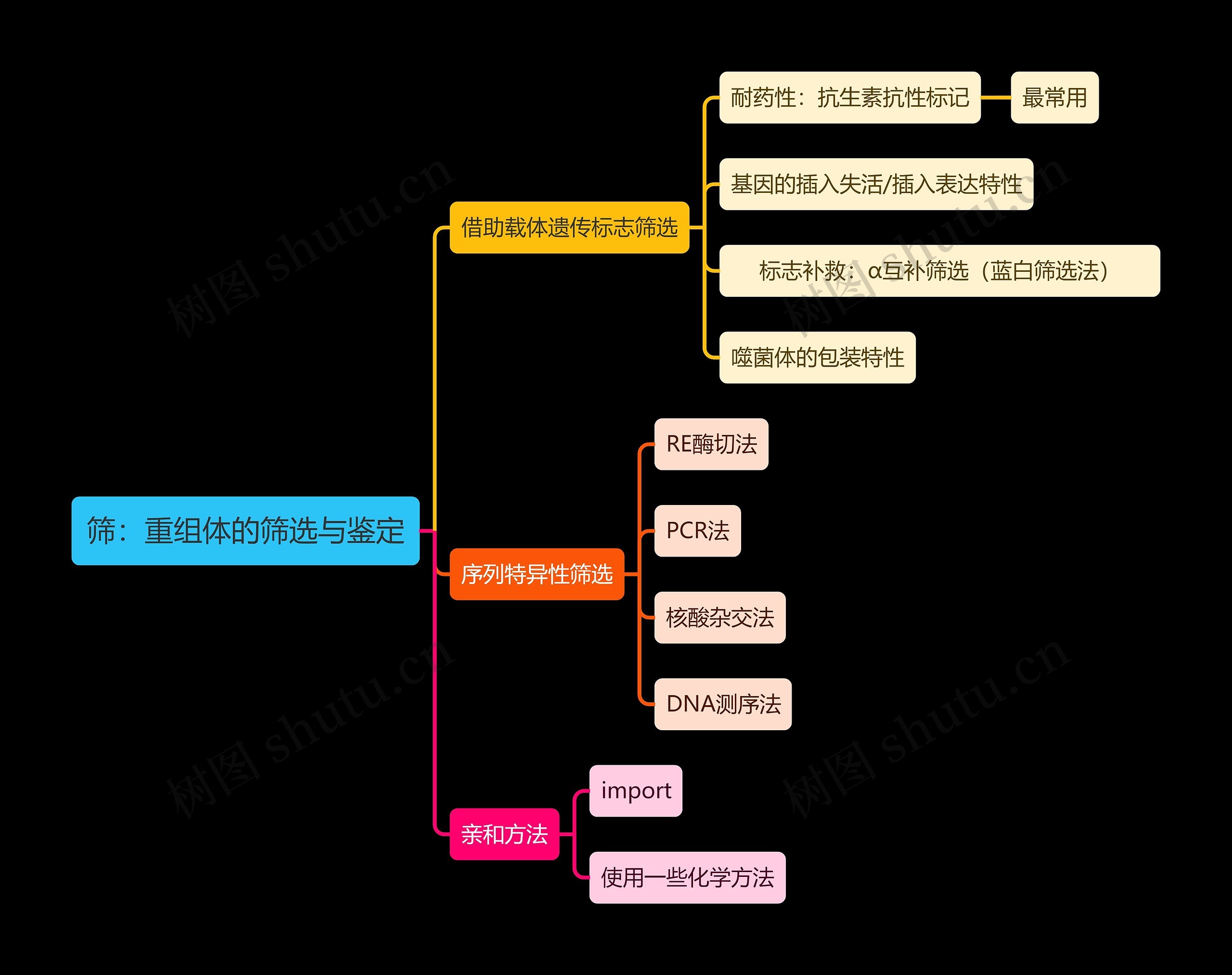 医学知识筛：重组体的筛选与鉴定思维导图