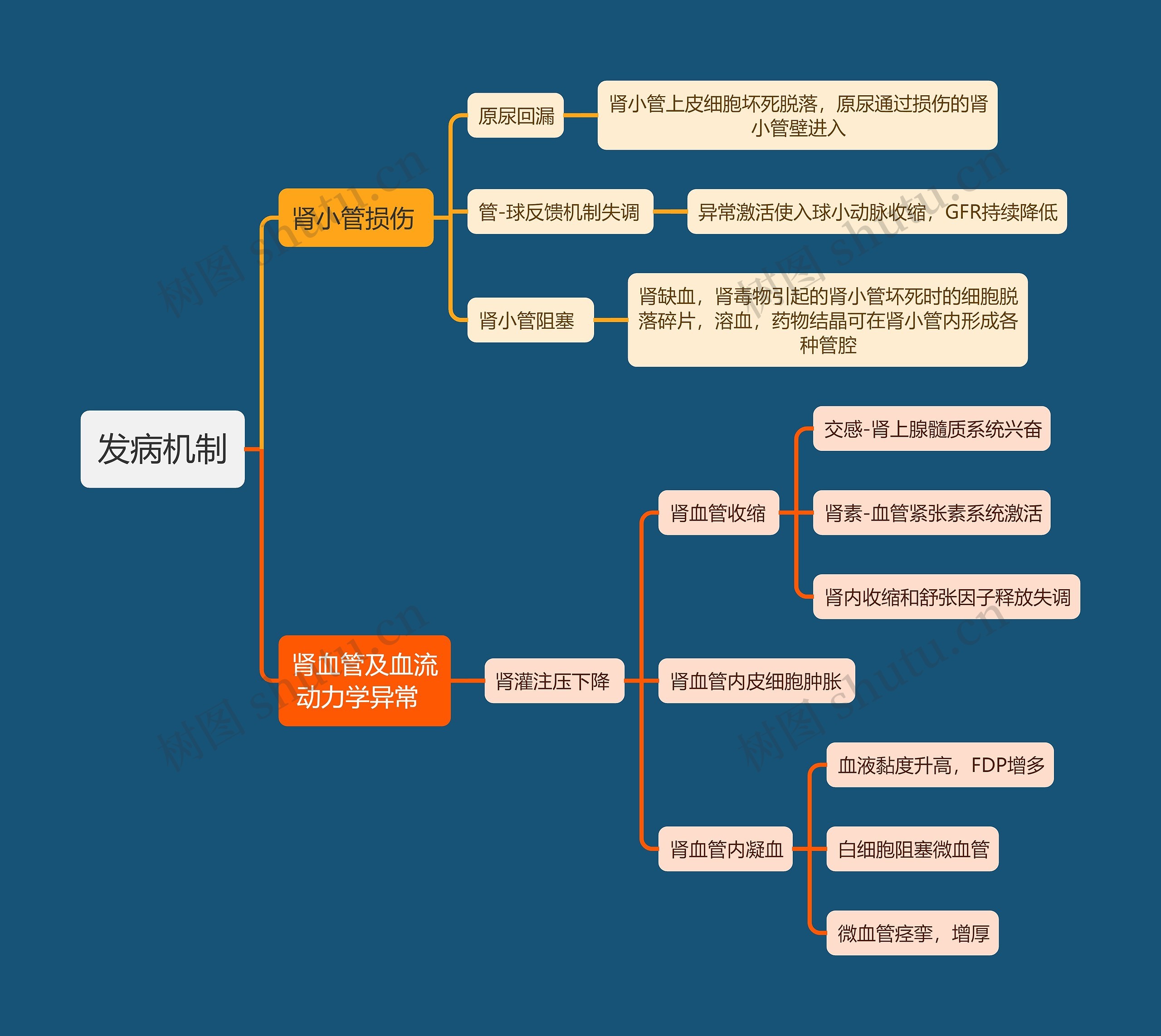 医学知识肾损伤发病机制思维导图