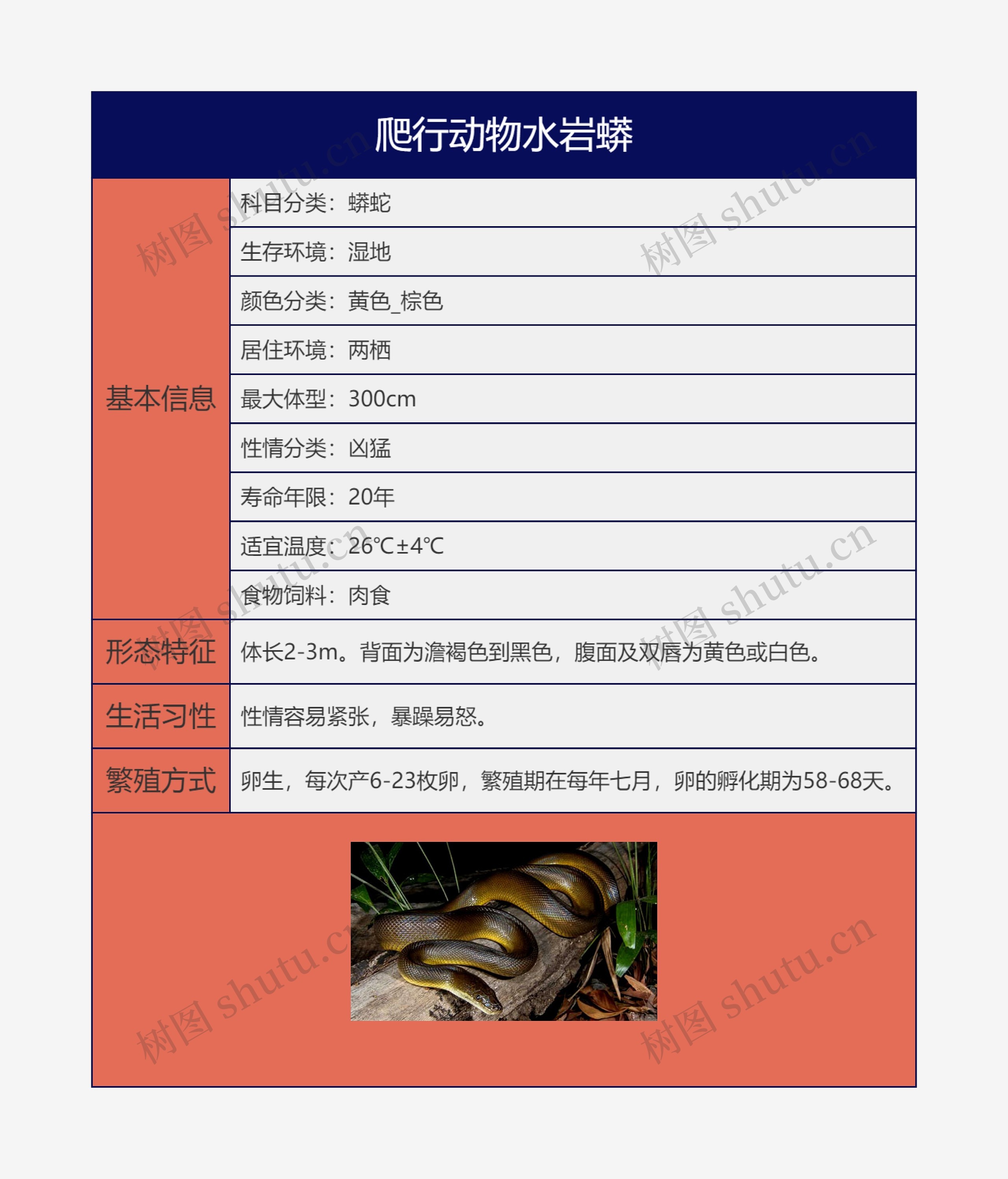 爬行动物水岩蟒思维导图