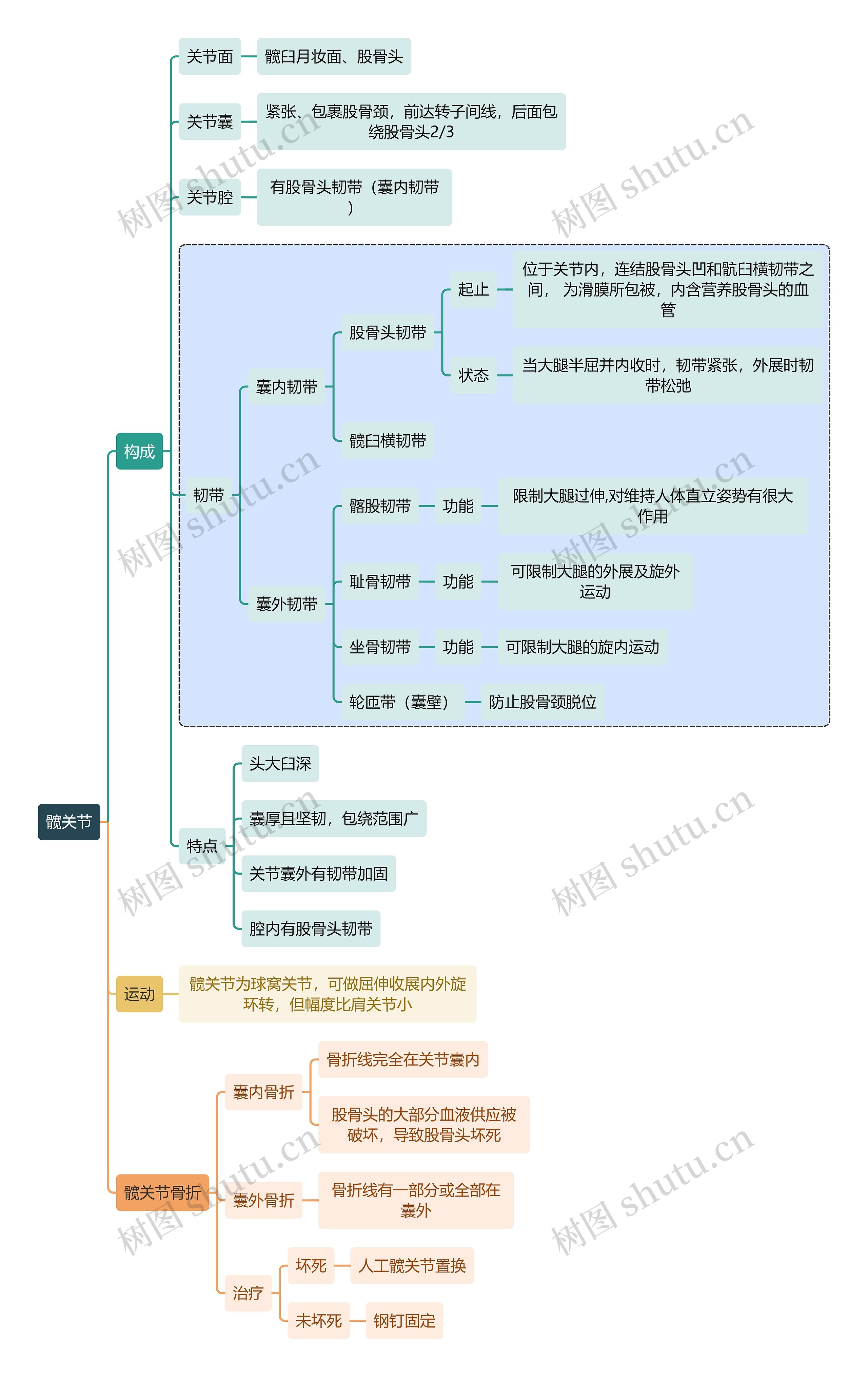 骨学知识髋关节思维导图