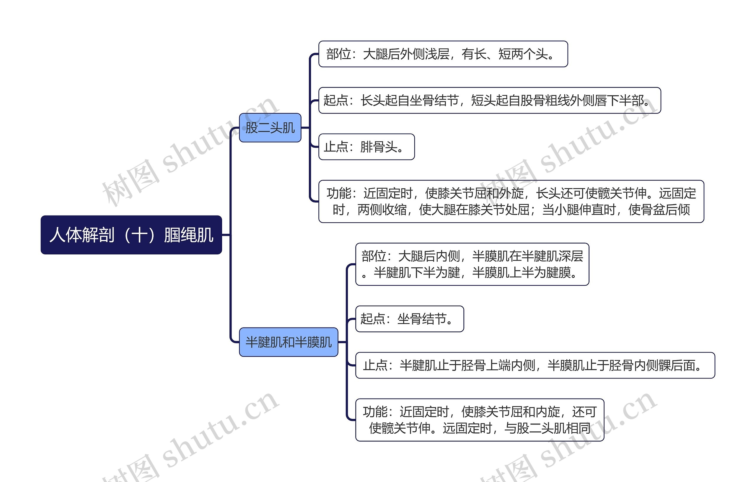 《人体解剖（十）腘绳肌》思维导图