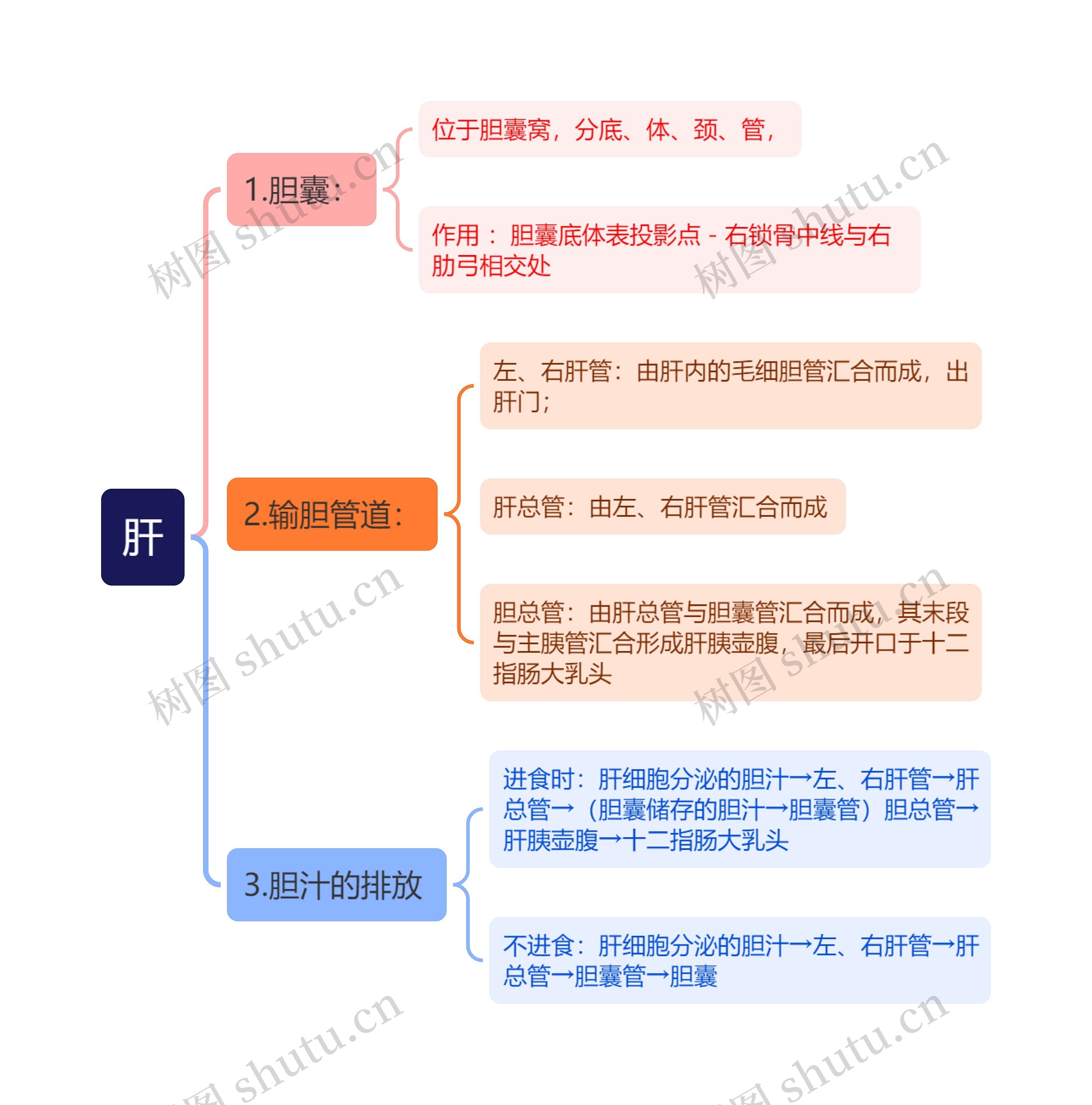 肝思维导图