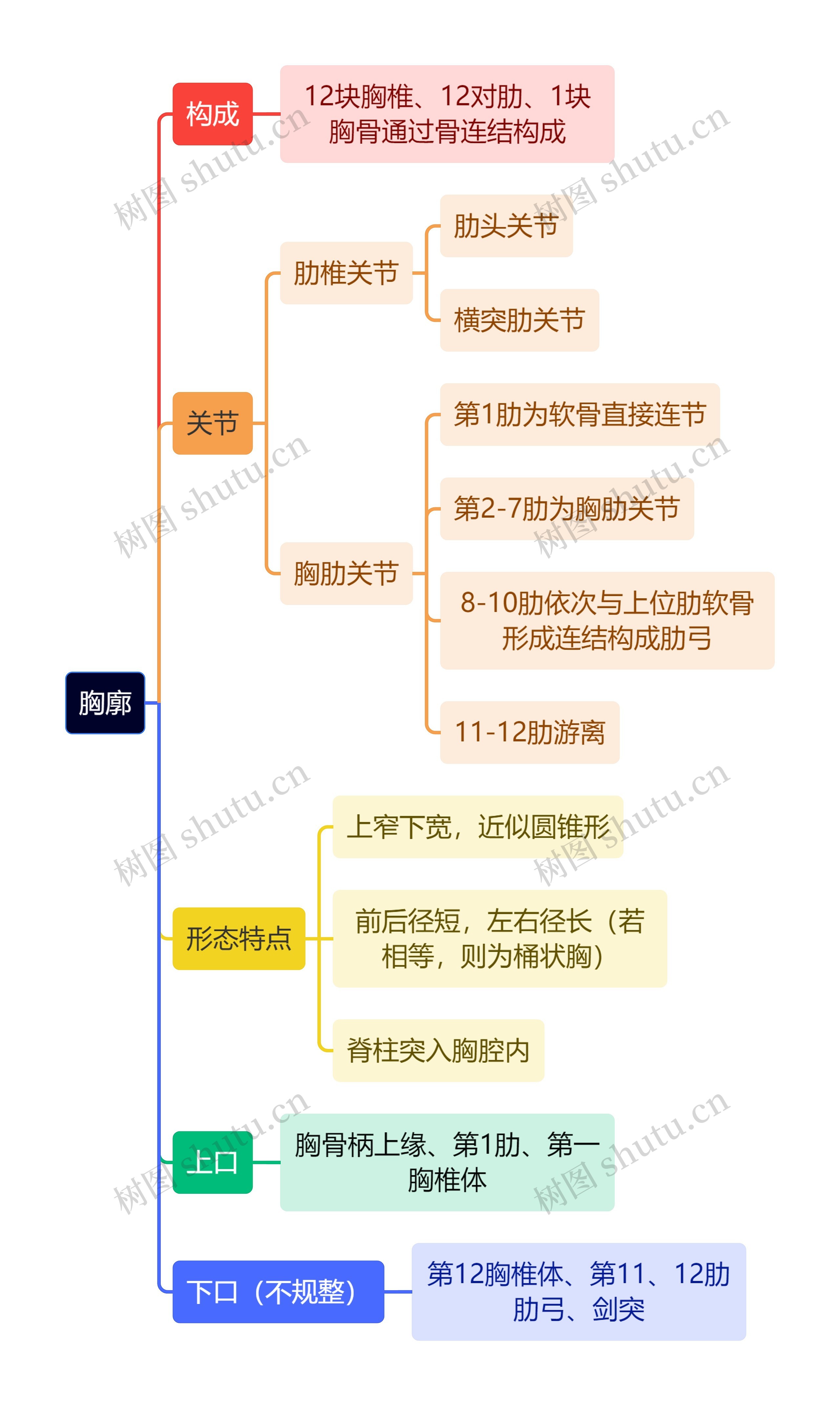 解剖学知识胸廓思维导图高清图 解剖学知识胸廓思维导图