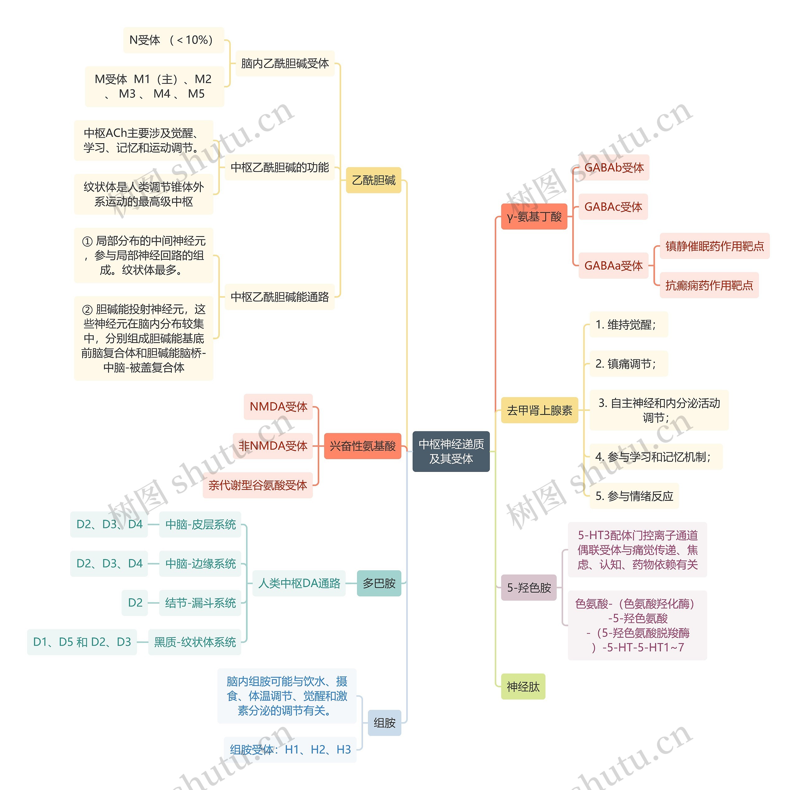 医学知识中枢神经递质及其受体思维导图