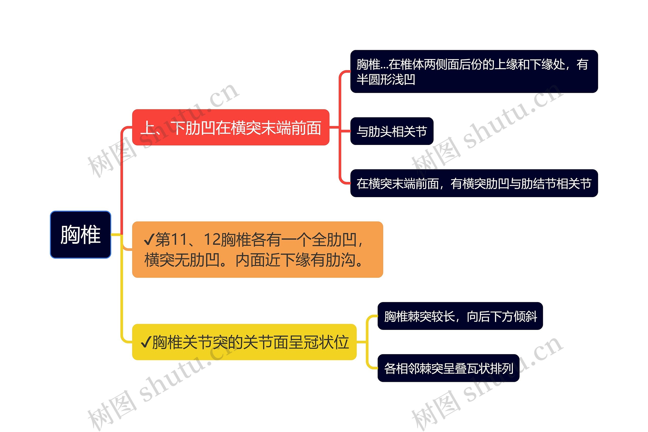 医学知识胸椎思维导图