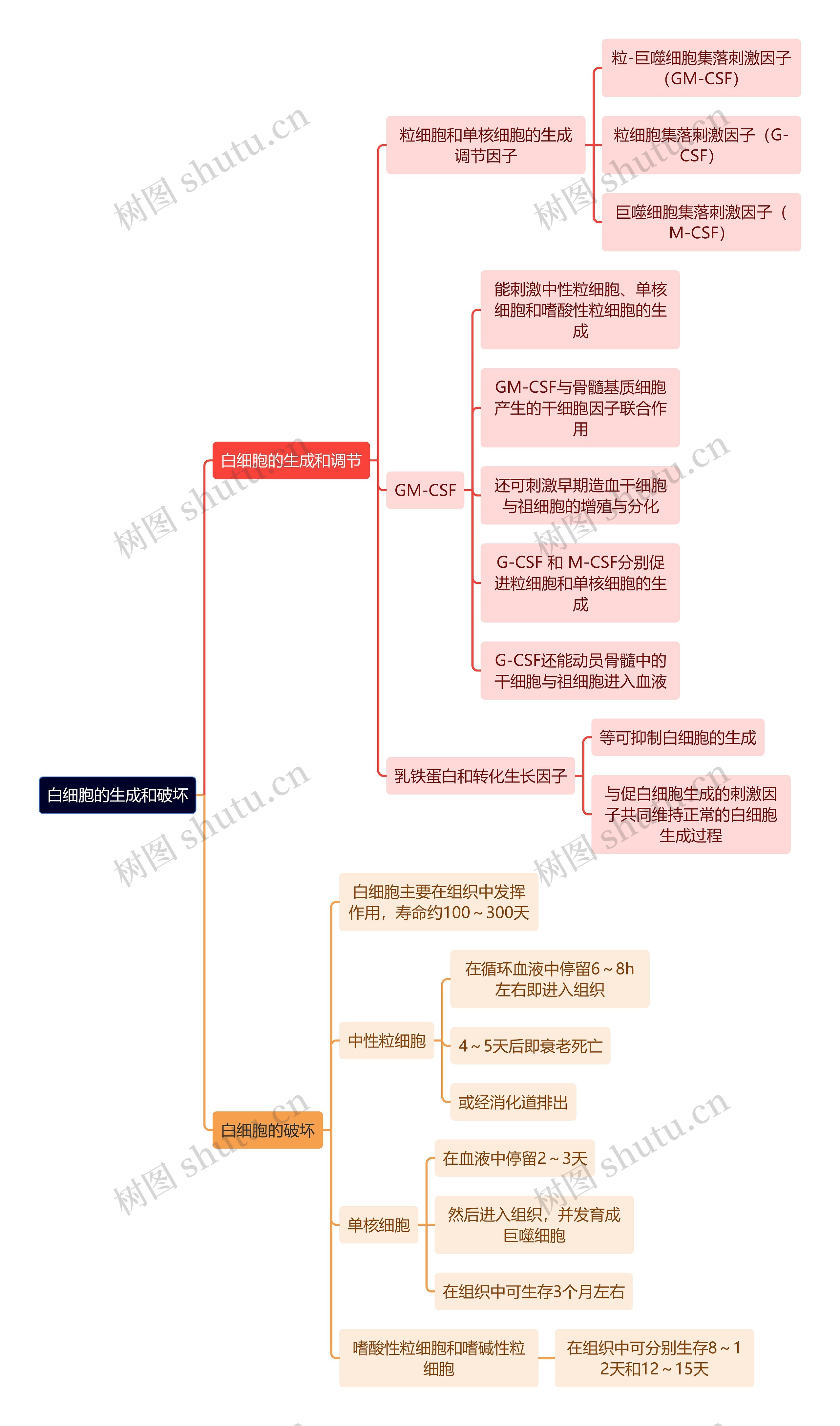 医学知识白细胞的生成和破坏思维导图