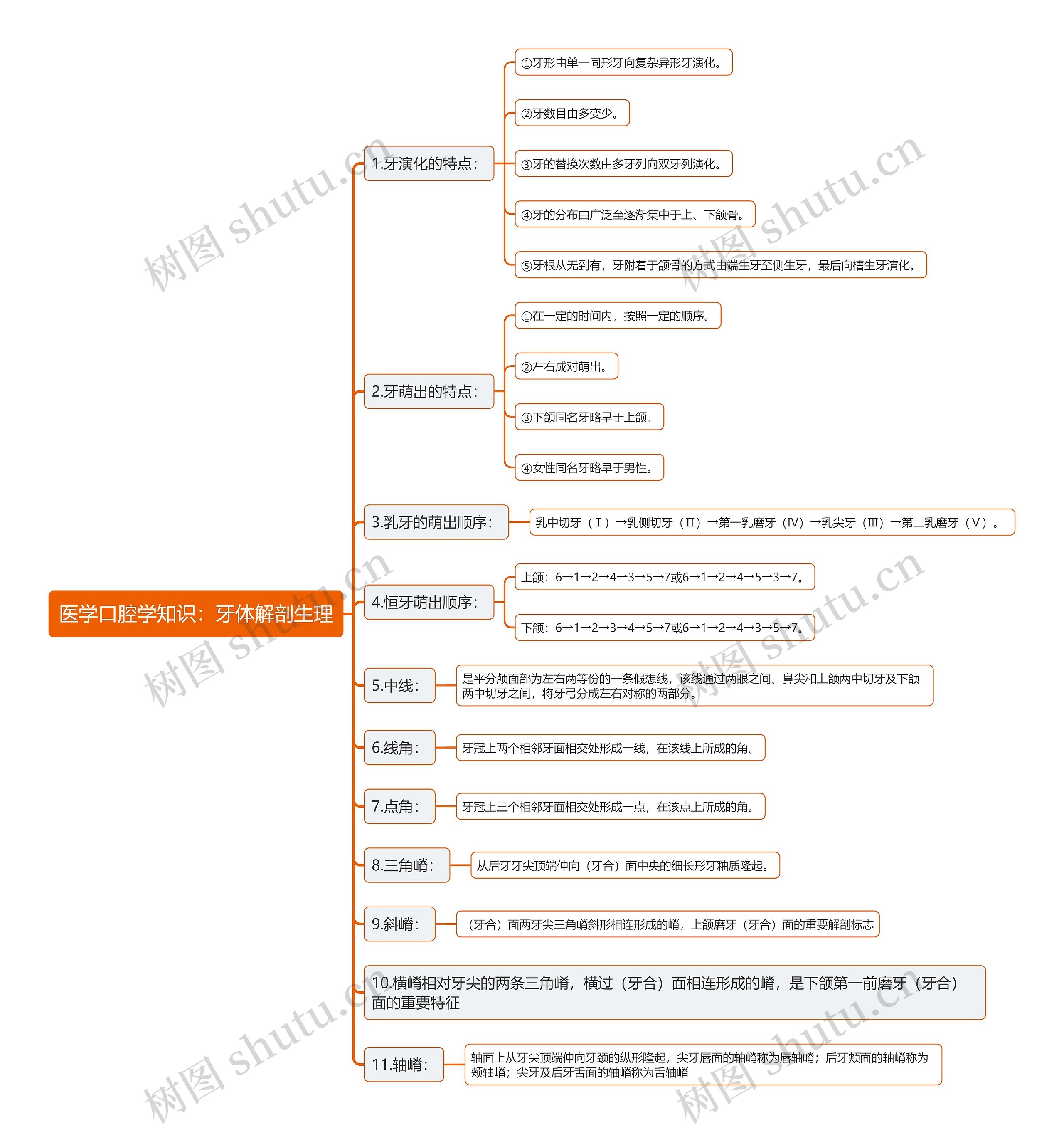 医学口腔学知识：牙体解剖生理思维导图