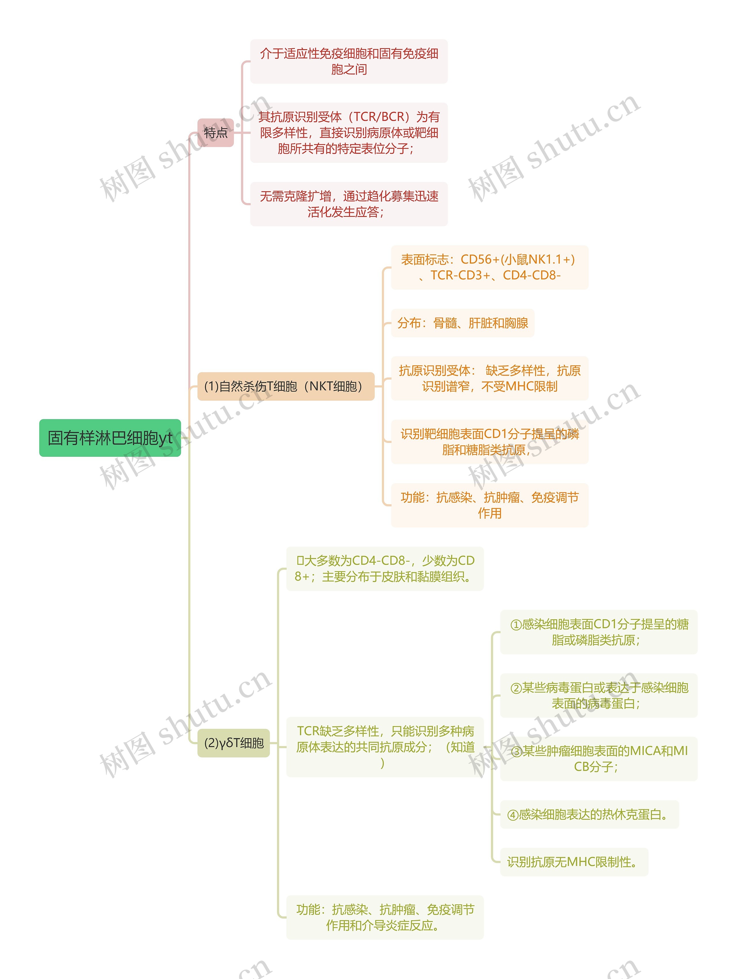 医学知识固有样淋巴细胞yt思维导图