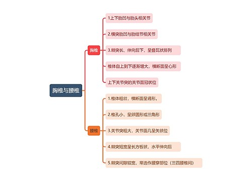 胸椎与腰椎思维导图