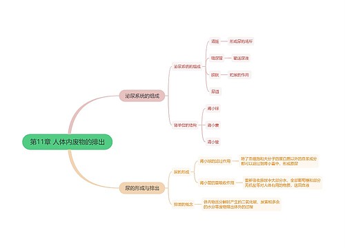 第11章 人体内废物的排出