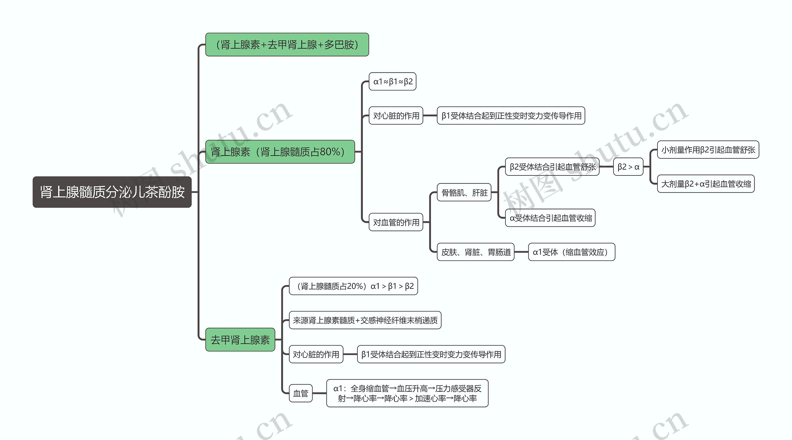 医学知识肾上腺髓质分泌儿茶酚胺思维导图