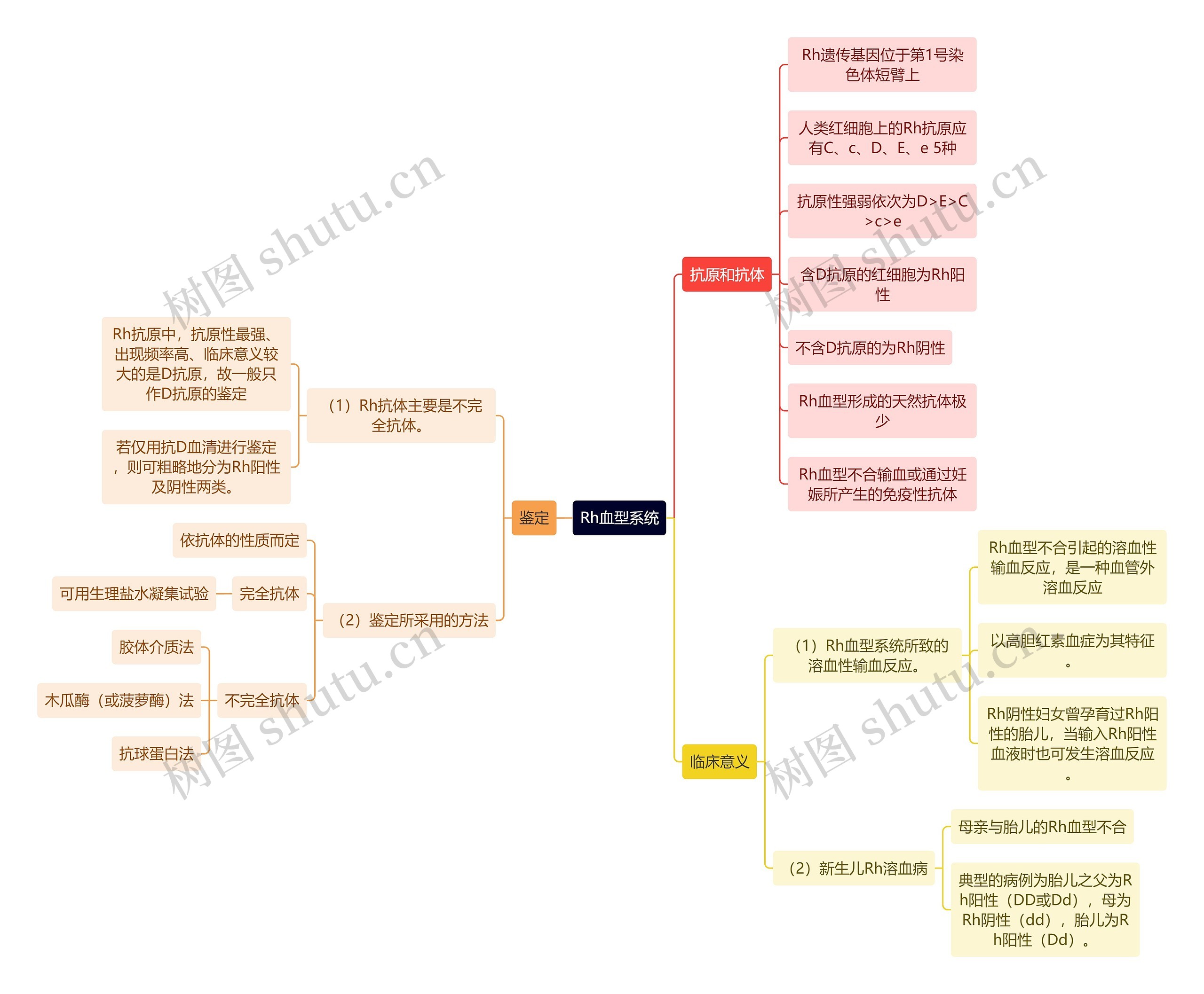 医学知识Rh血型系统思维导图