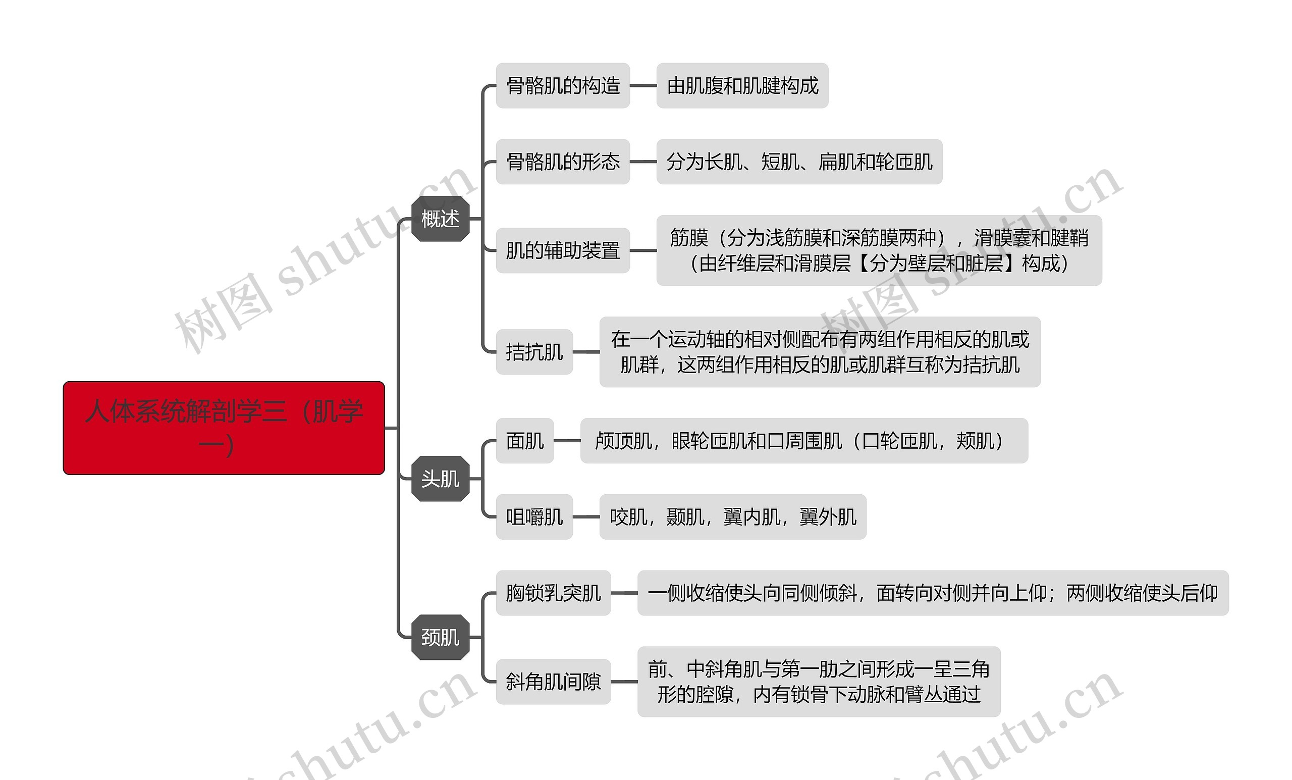 《人体系统解剖学三（肌学一）》思维导图