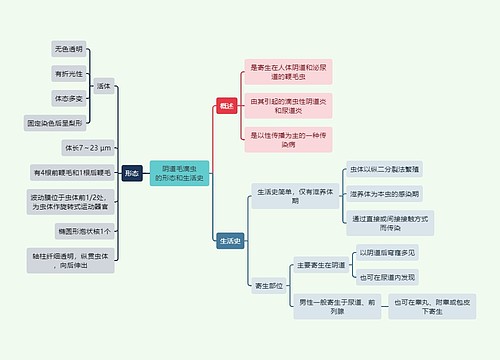 医学知识阴道毛滴虫的形态和生活史思维导图