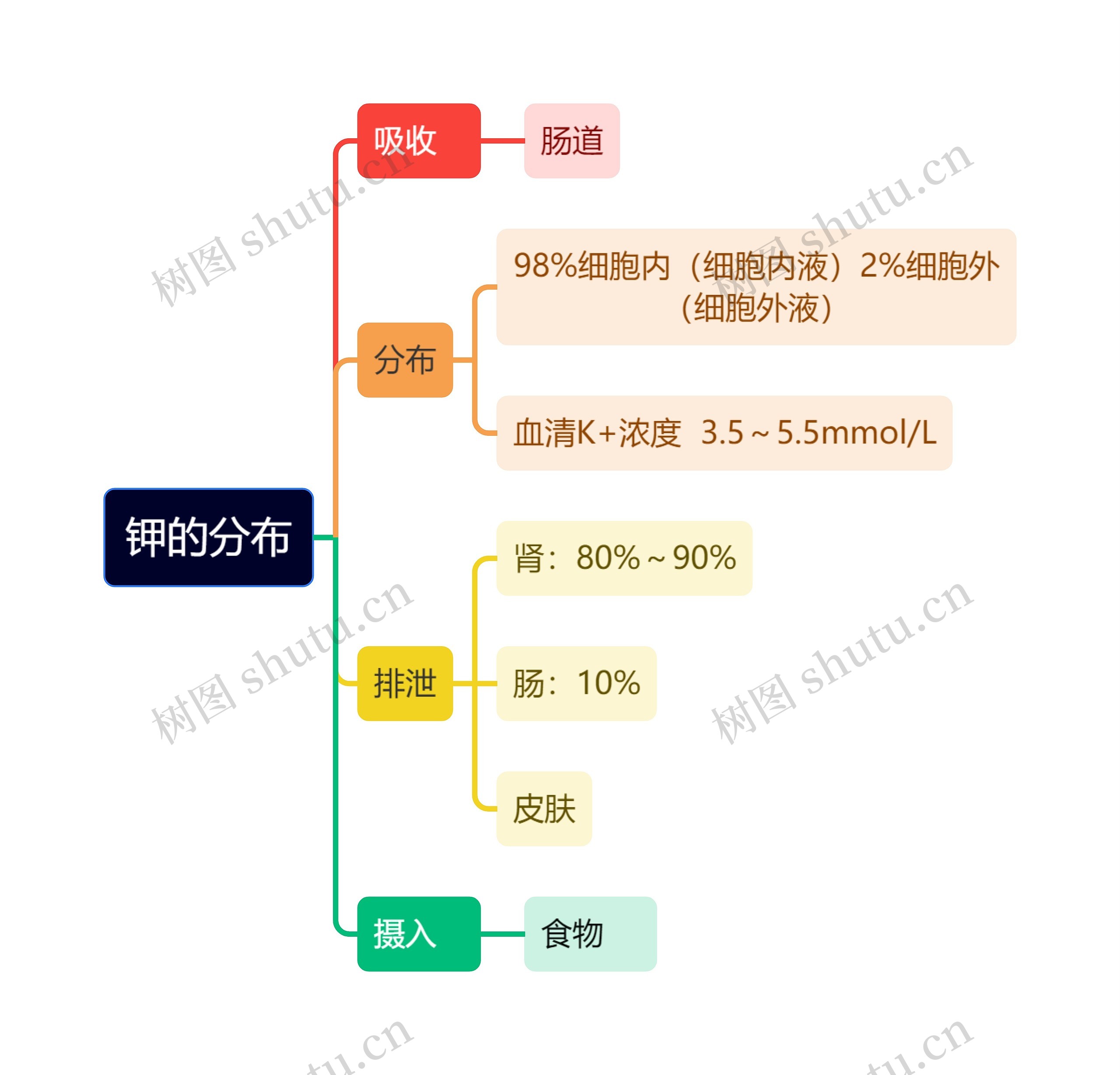 医学知识钾的分布情况思维导图