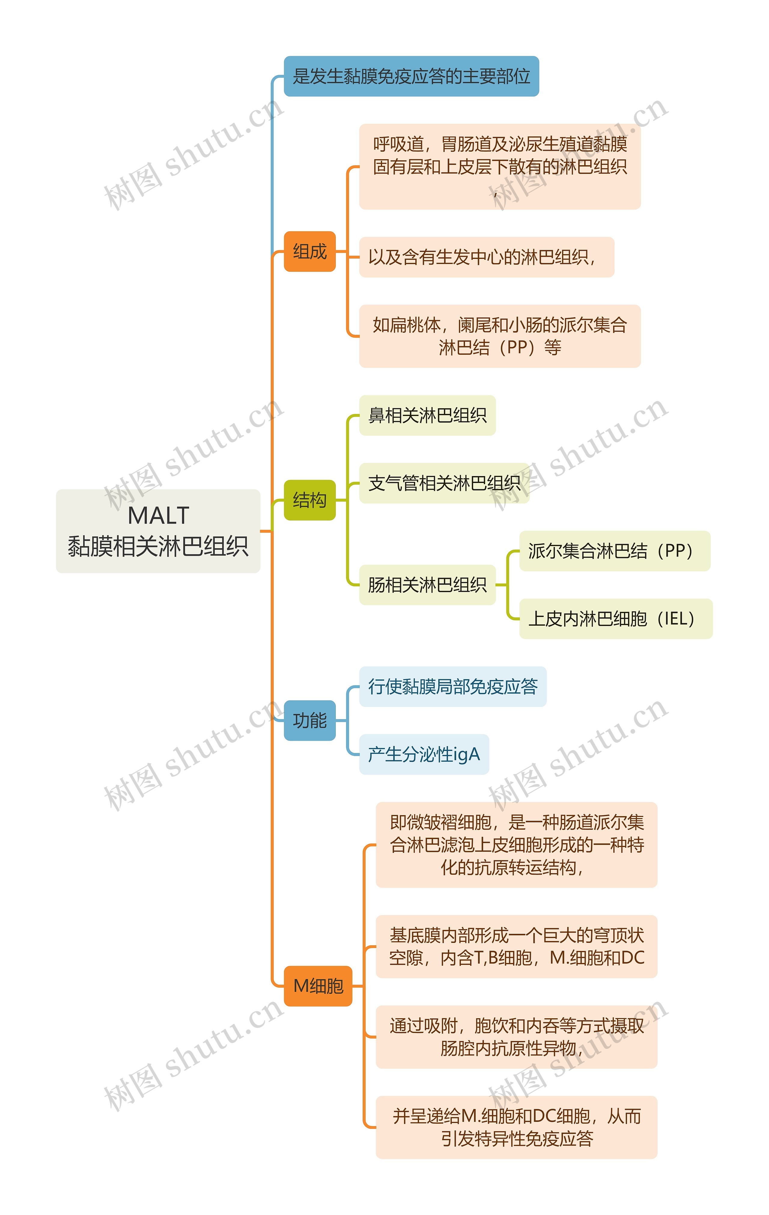 医学知识MALT黏膜相关淋巴组织思维导图