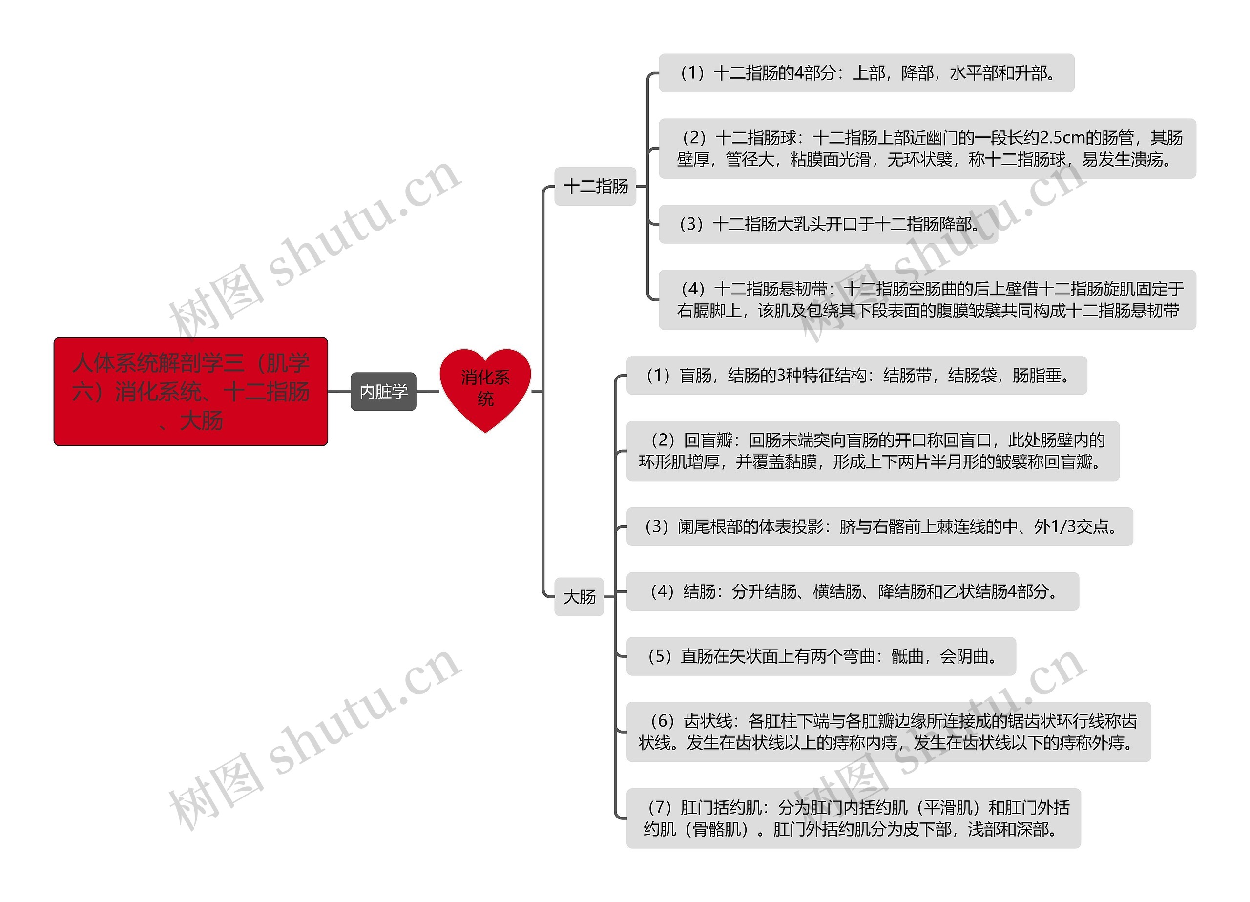 《人体系统解剖学三（肌学六）消化系统、十二指肠、大肠》思维导图