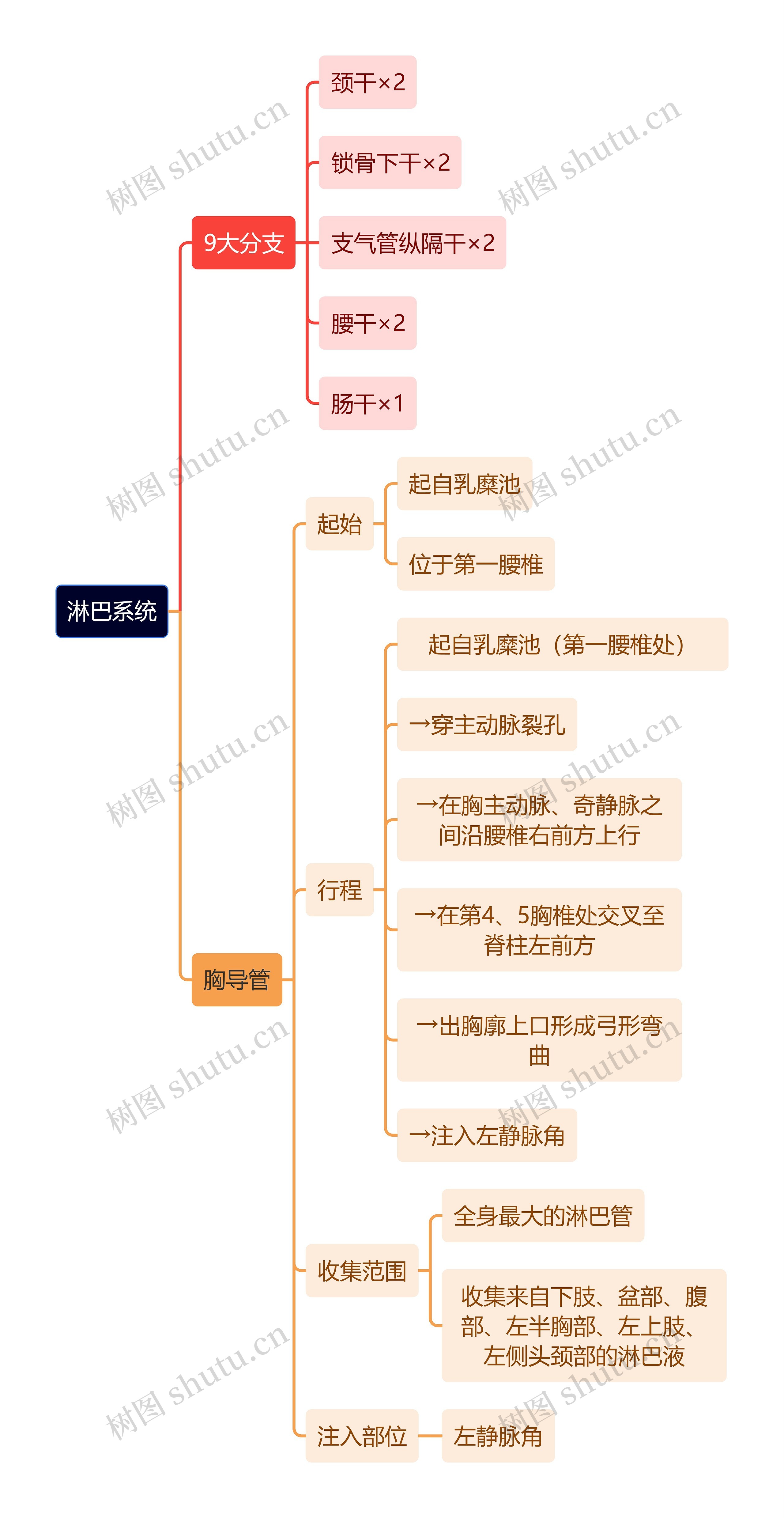 解剖学知识淋巴系统思维导图