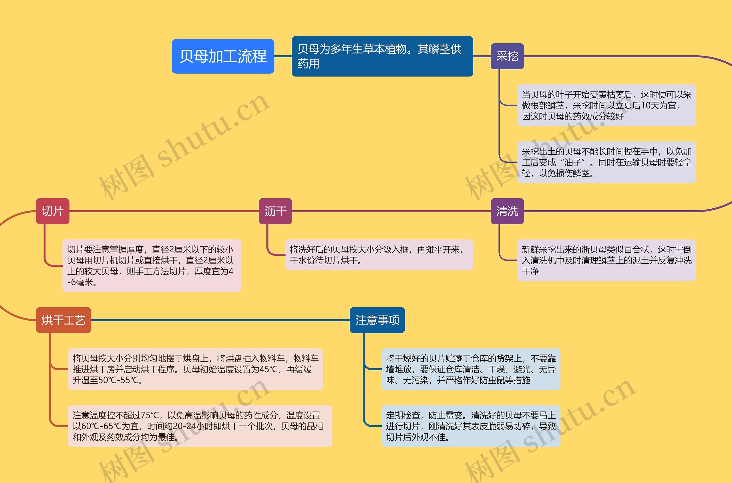 贝母加工流程