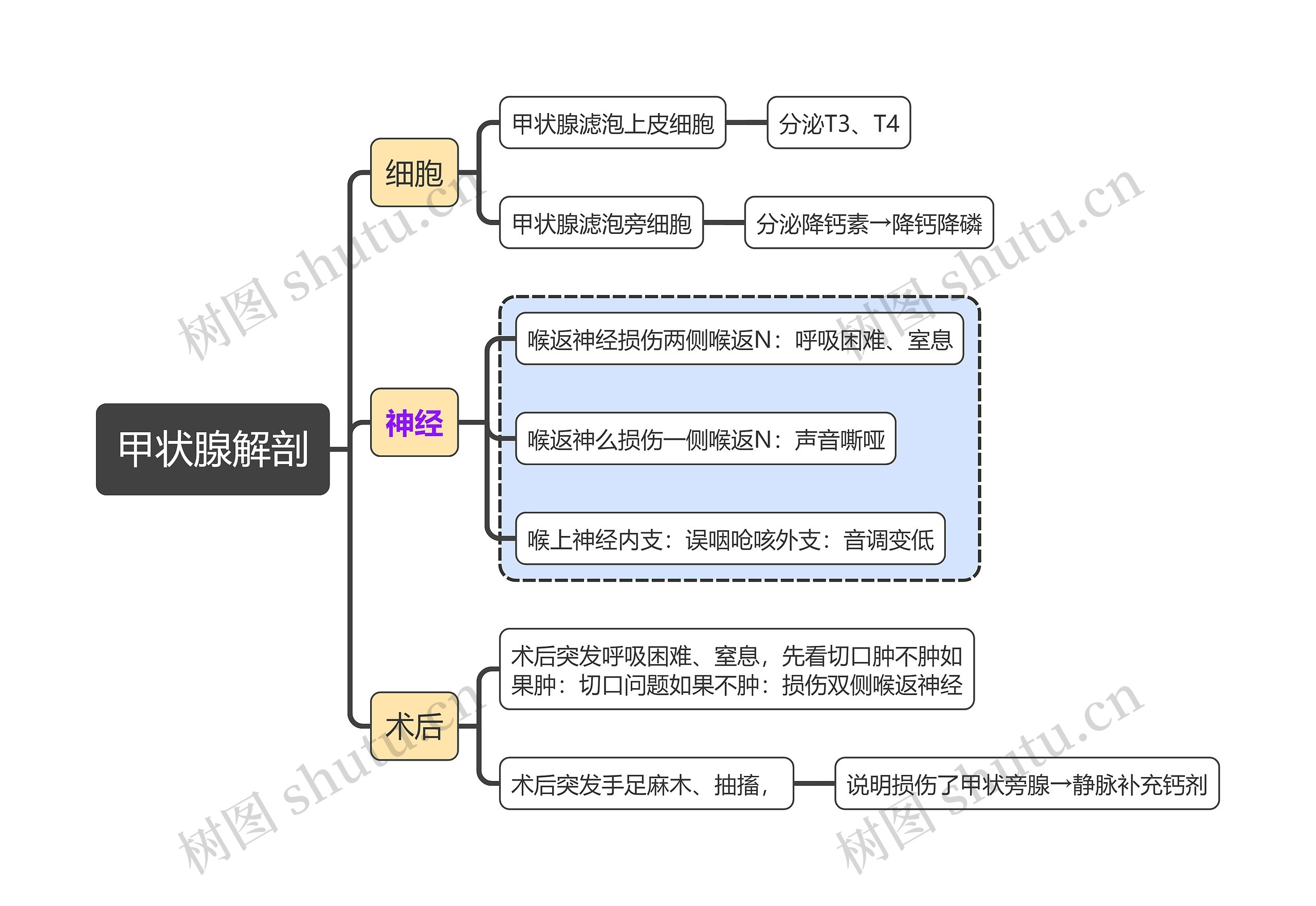 系统解剖学甲状腺解剖思维导图