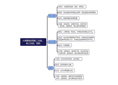 《人体解剖(四)肱二头肌、肱三头肌、肘肌》思维导图