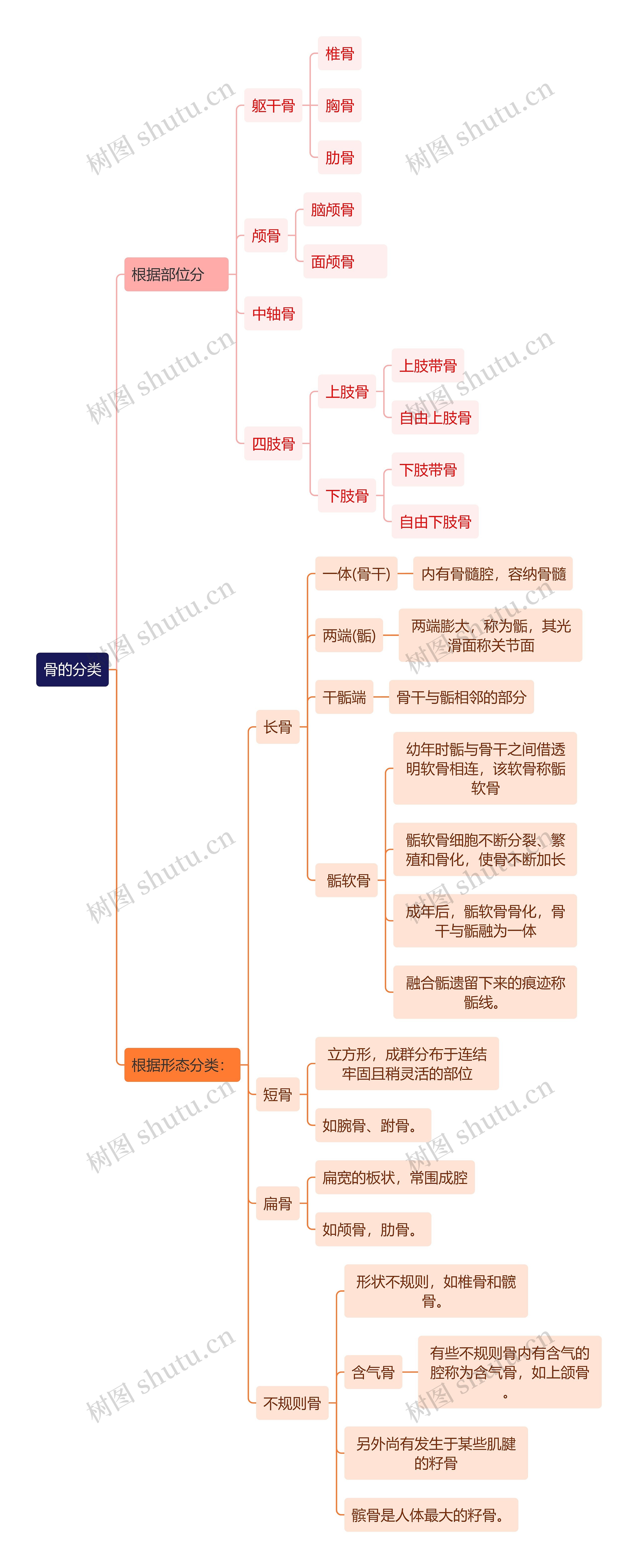 解剖学知识骨的分类思维导图