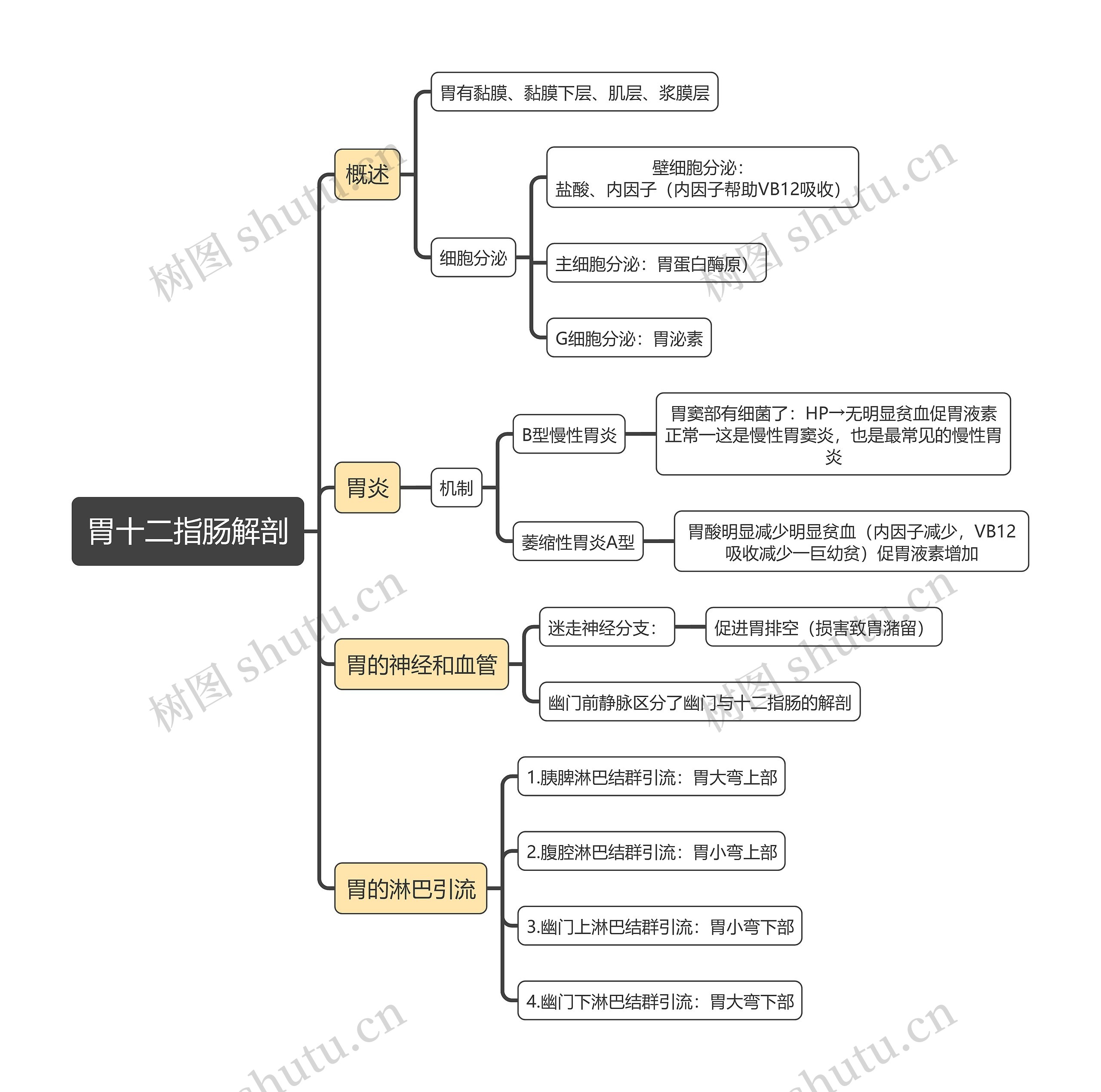 医学知识胃十二指肠解剖思维导图