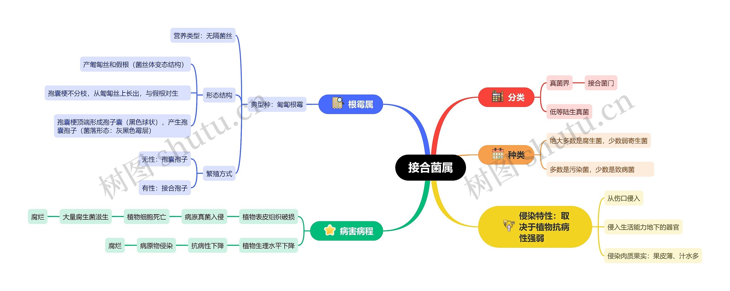 接合菌属思维导图