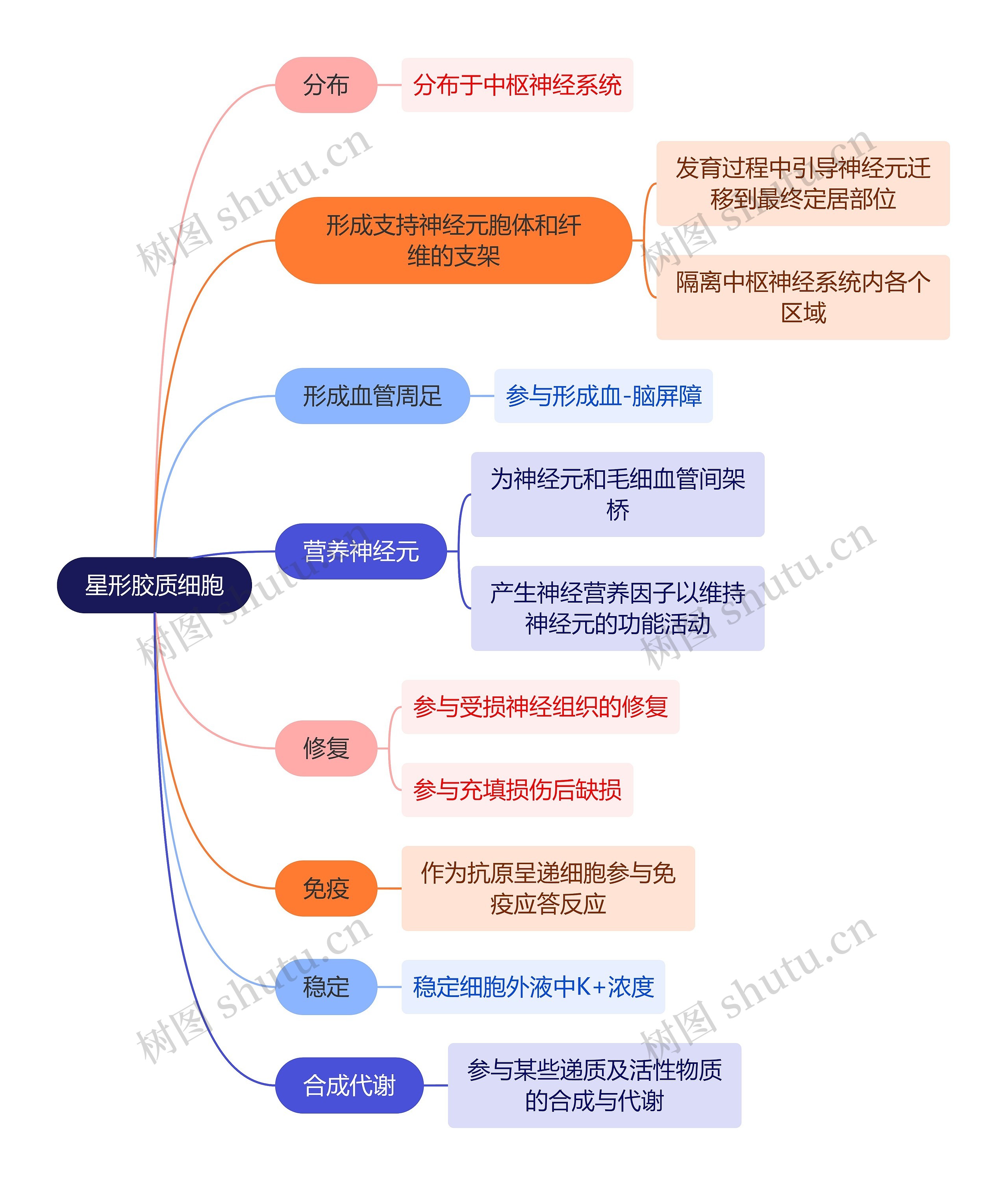 医学知识星形胶质细胞思维导图