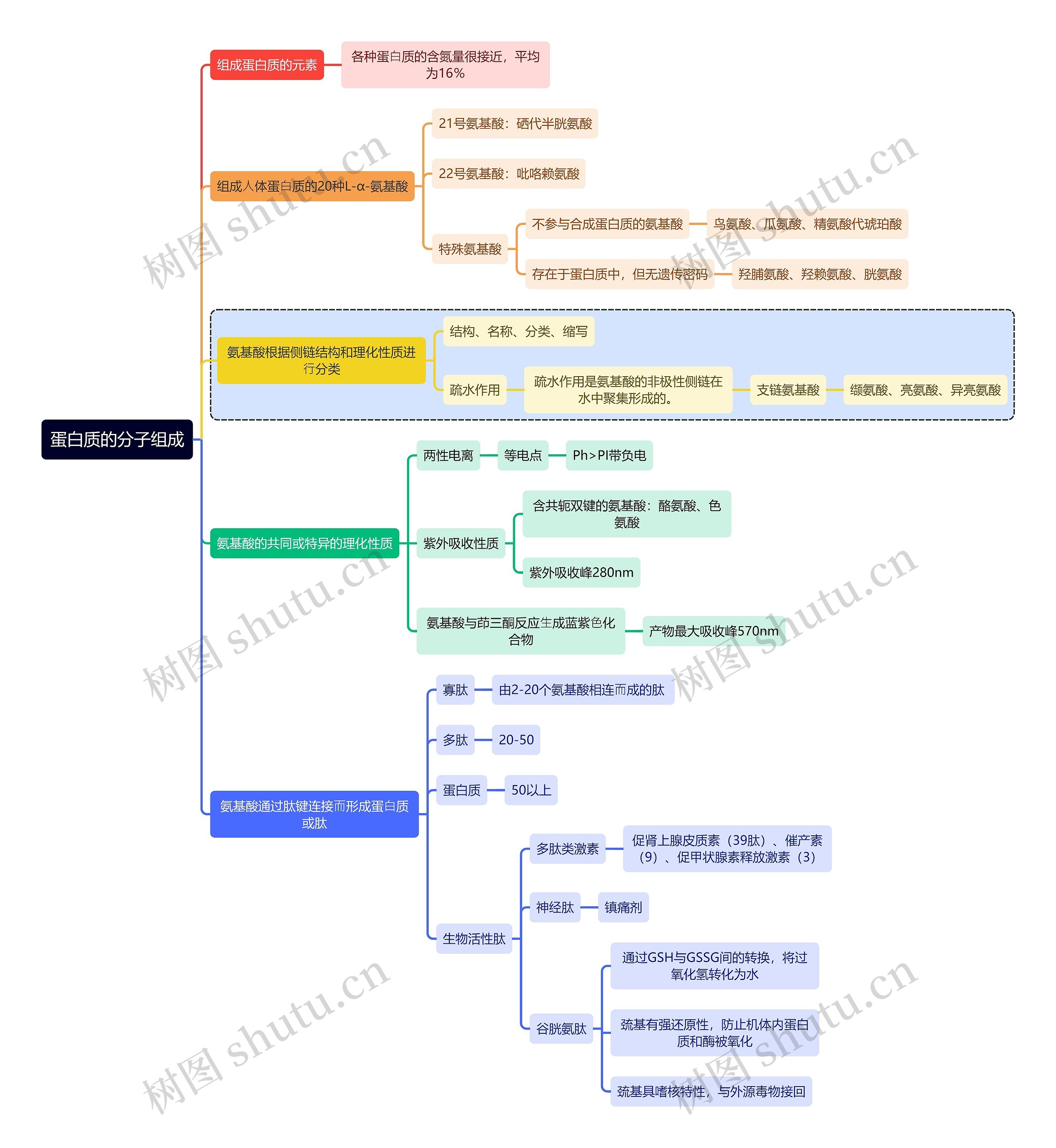 医学知识蛋白质的分子组成思维导图