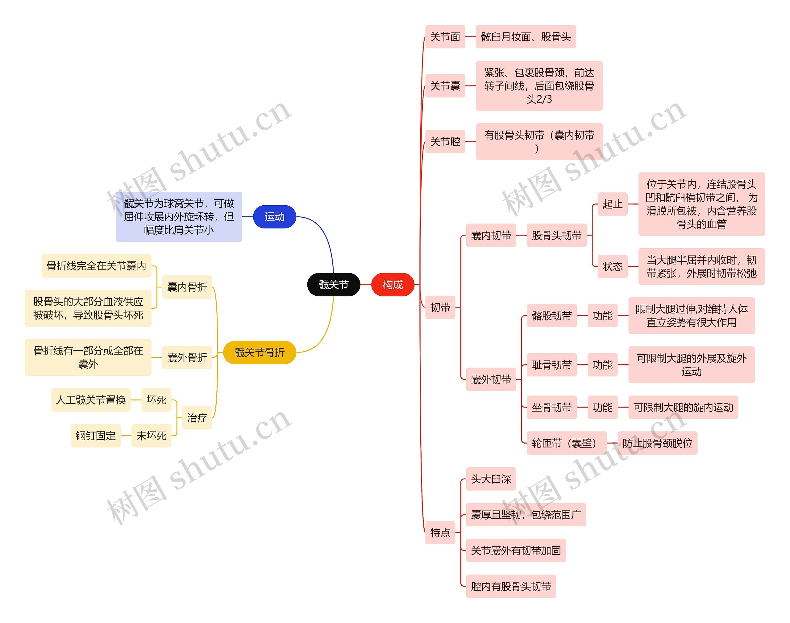 解剖学知识髋关节思维导图