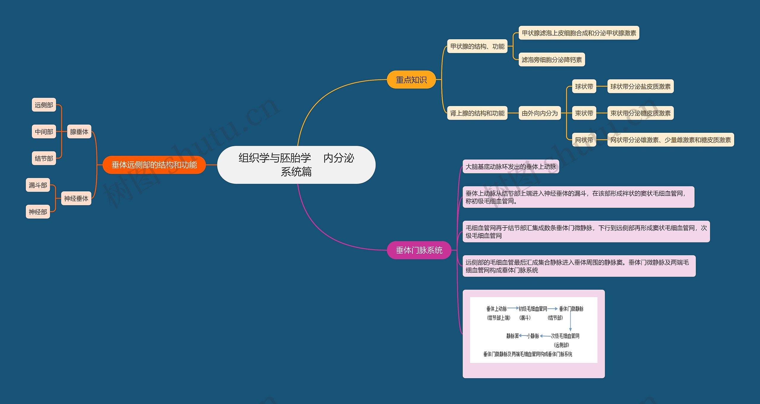 组织学与胚胎学    内分泌系统篇思维导图