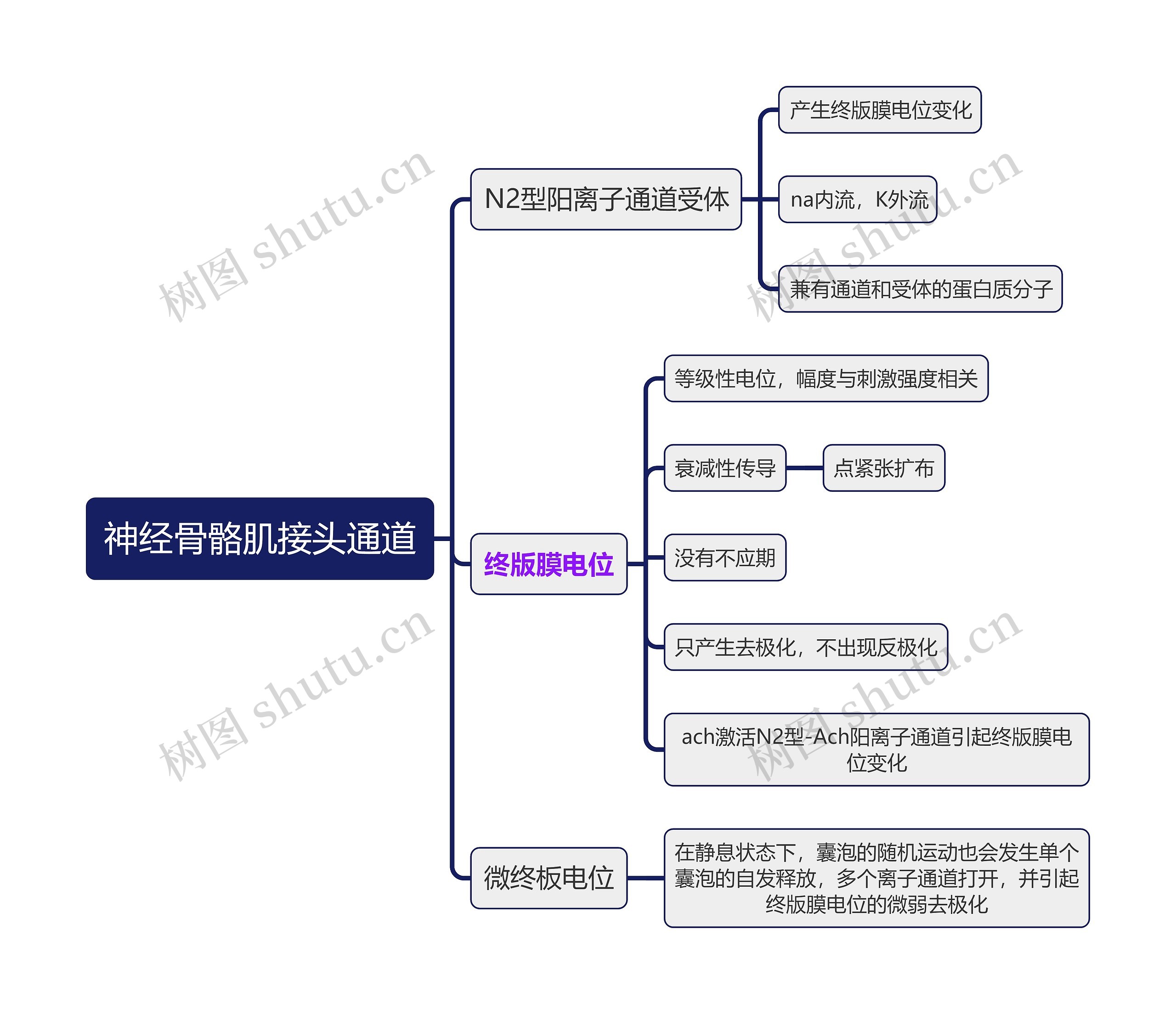 医学知识神经骨骼肌接头通道思维导图