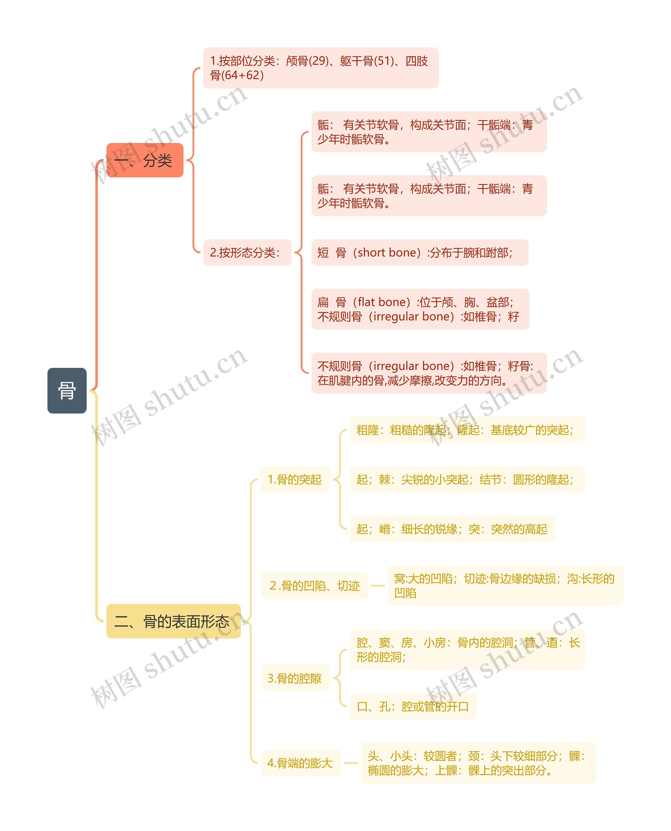 骨思维导图