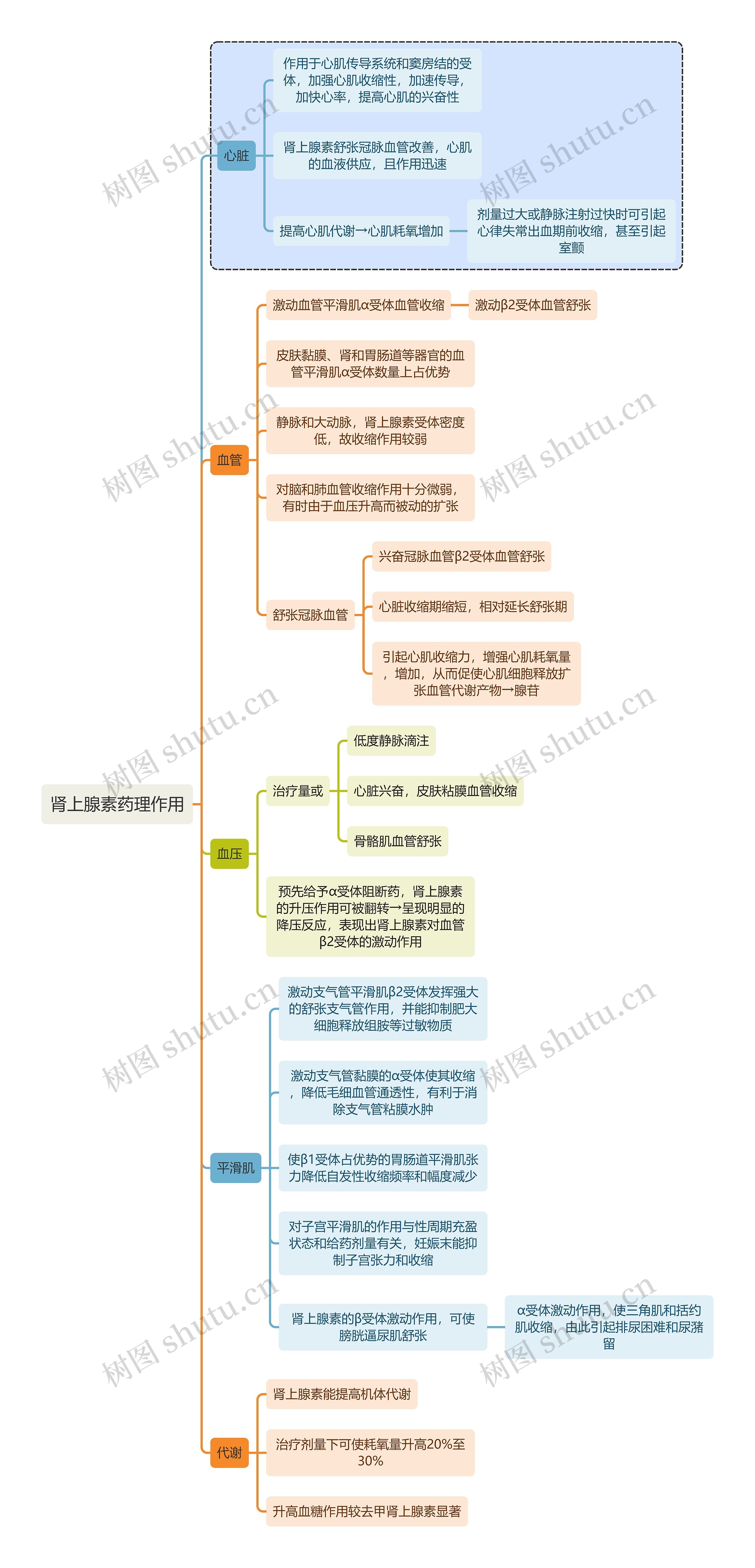 医学肾上腺素药理作用思维导图