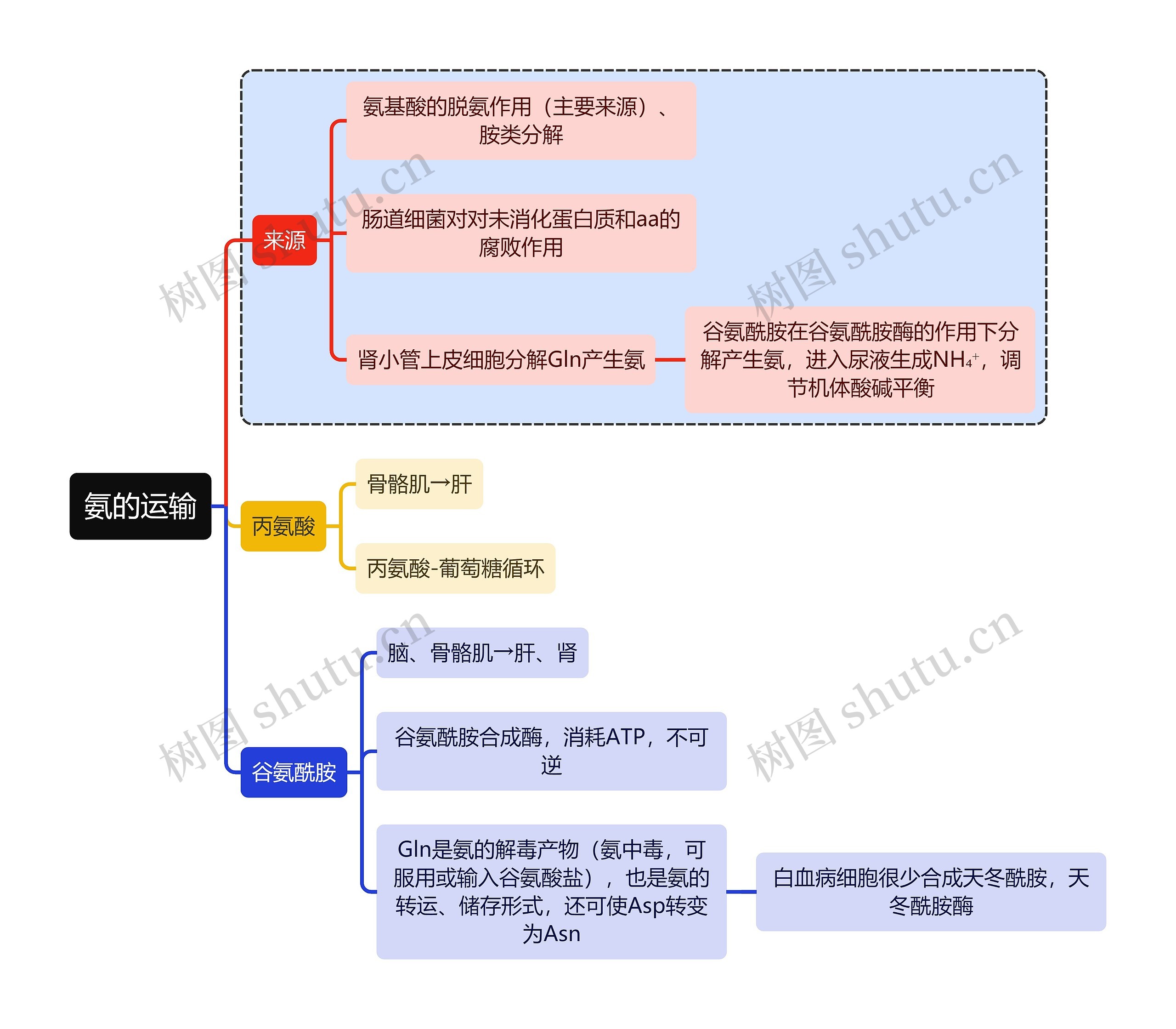 医学知识氨的运输思维导图