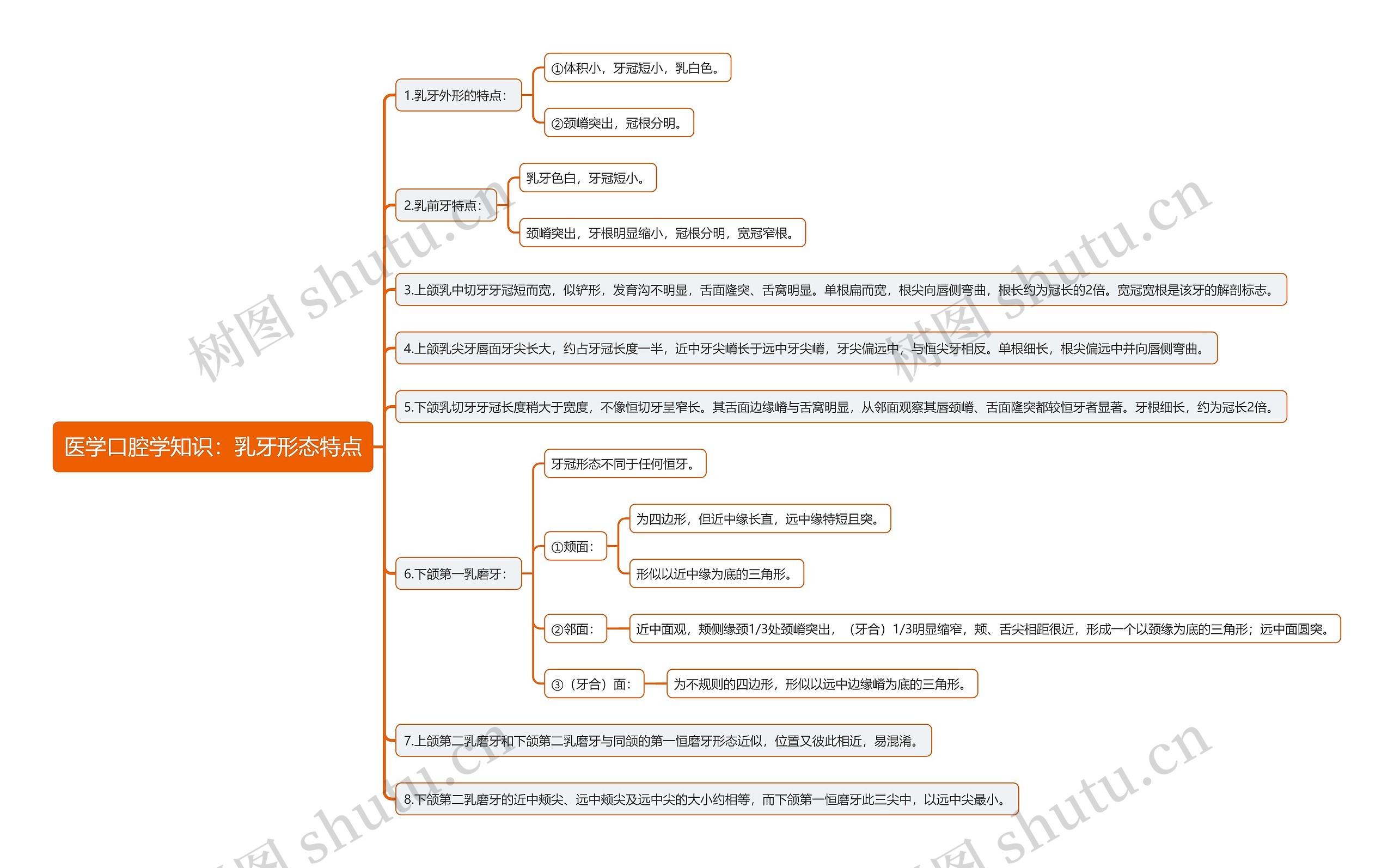 医学口腔学知识：乳牙形态特点思维导图