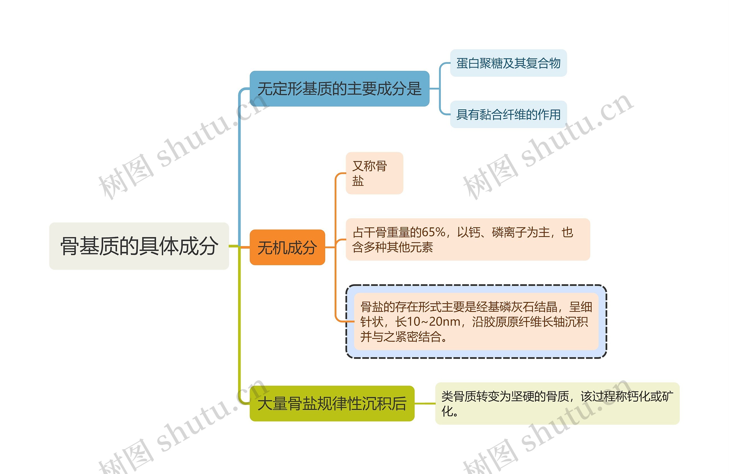 医学知识骨基质的具体成分思维导图