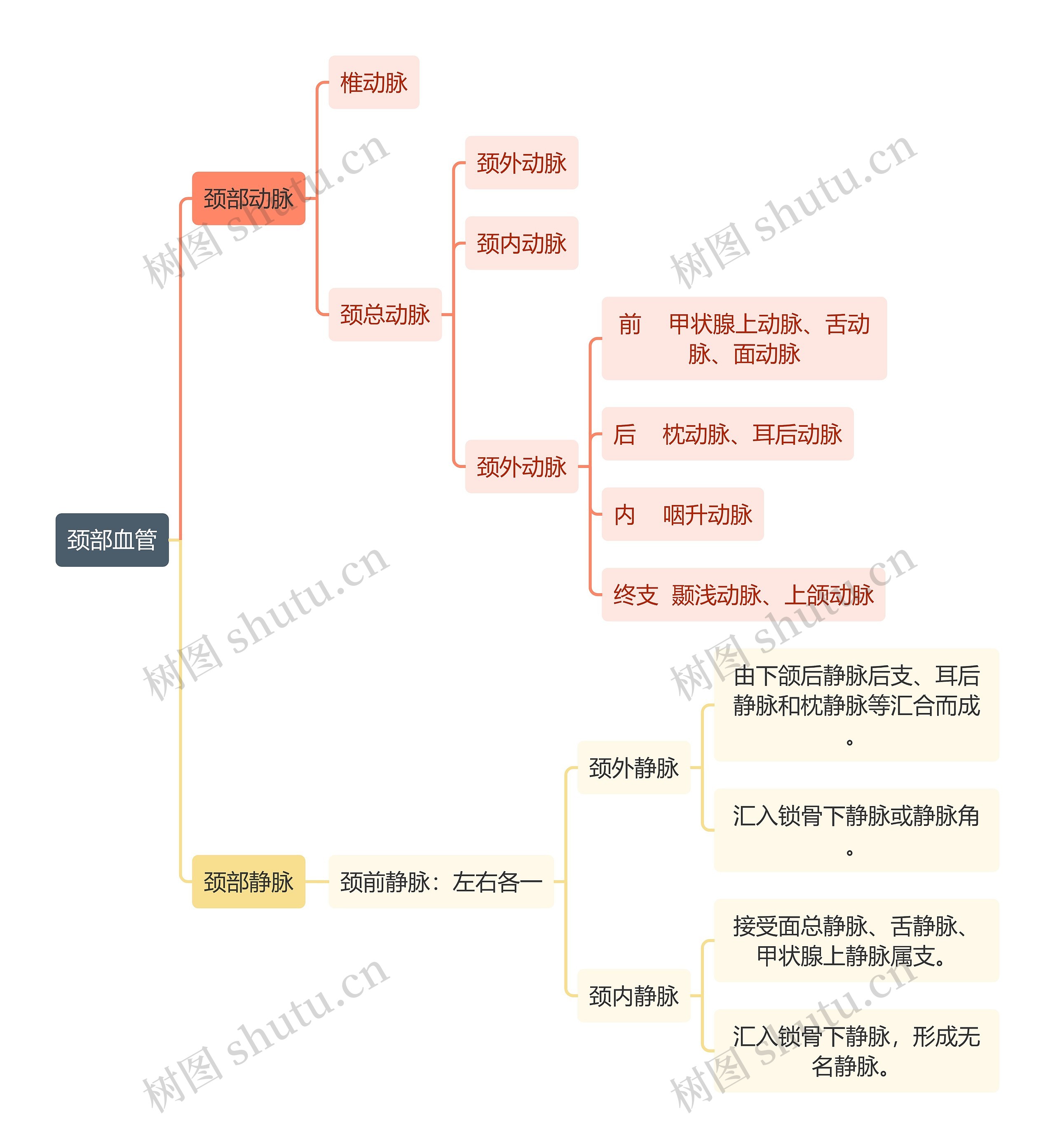 医学知识颈部血管思维导图