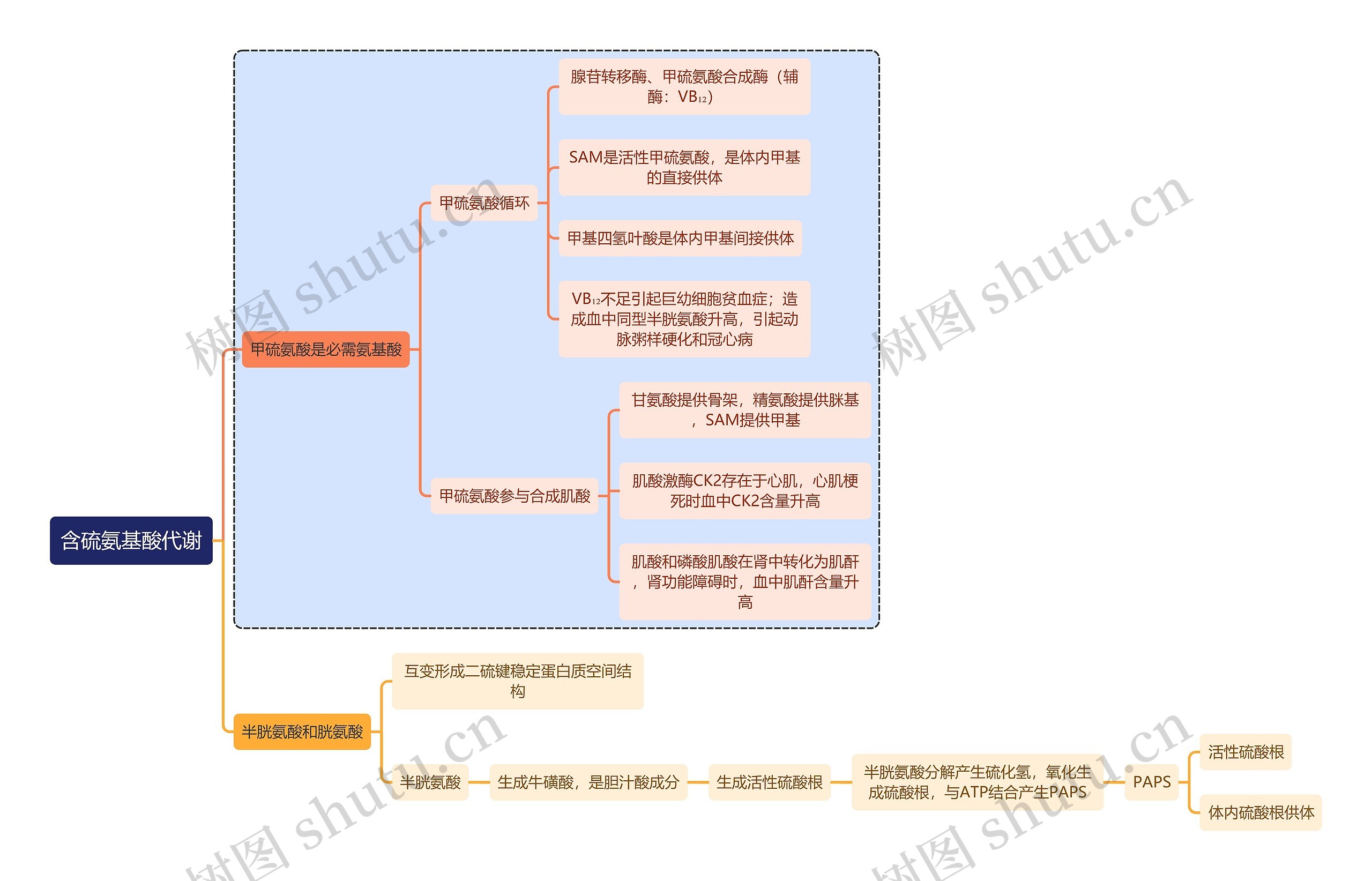 医学知识含硫氨基酸代谢思维导图