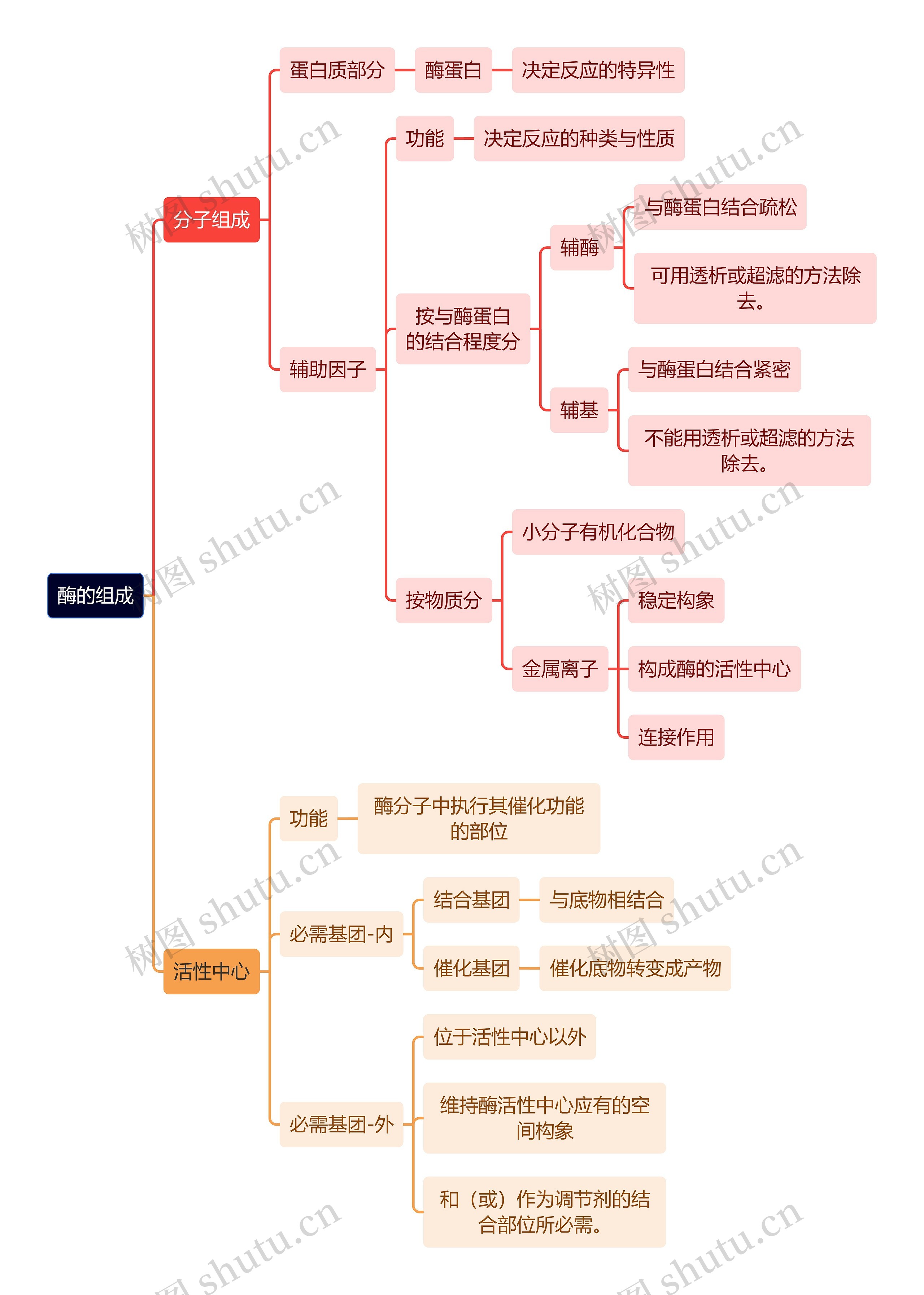 生化知识酶的组成思维导图