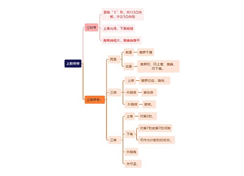 解剖学知识上肢带骨思维导图