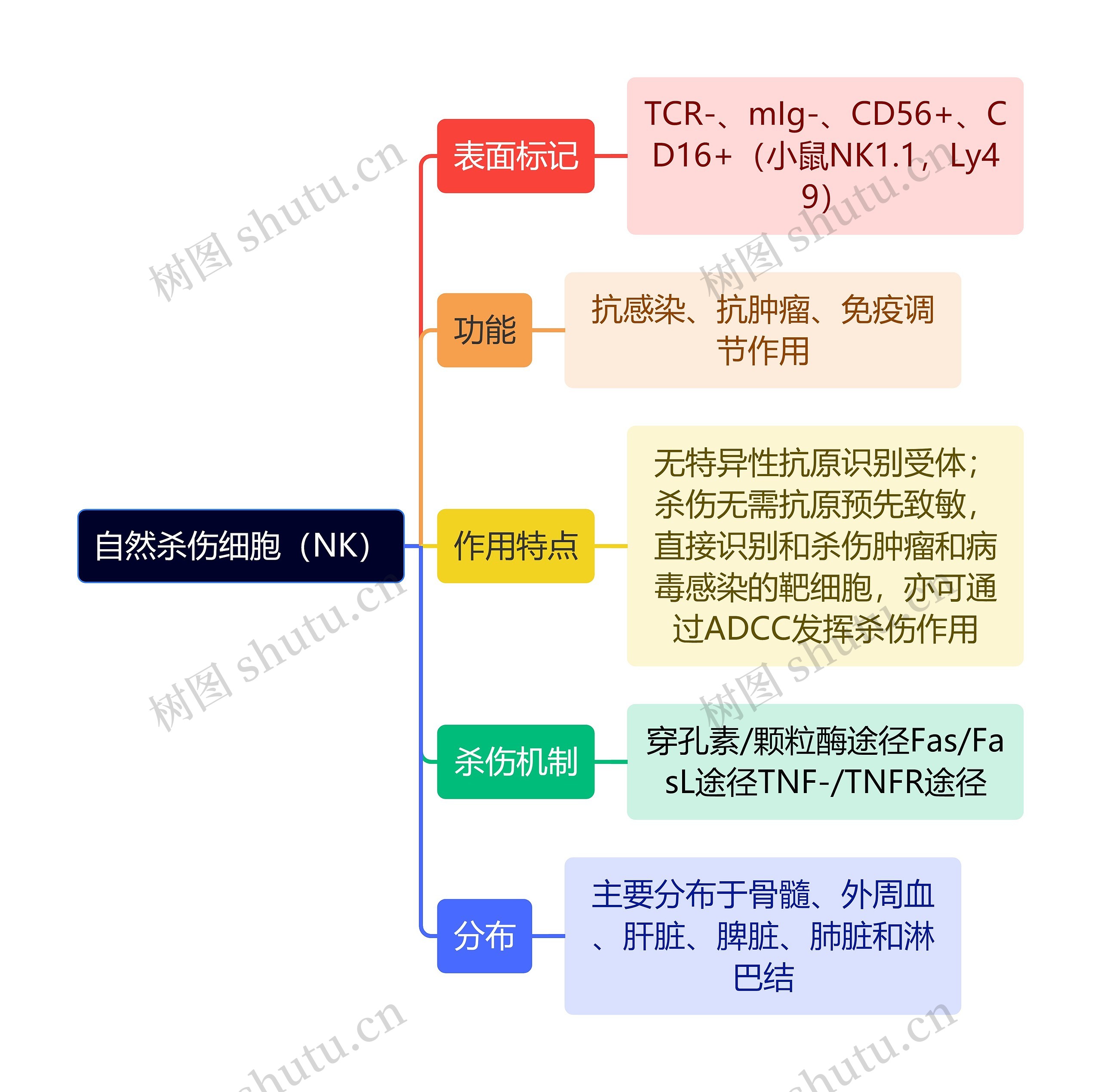 医学知识自然杀伤细胞思维导图