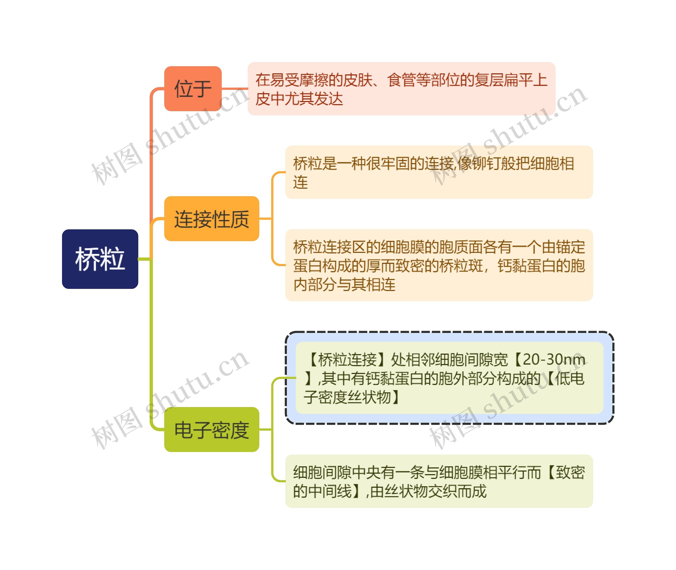 医学知识桥粒思维导图