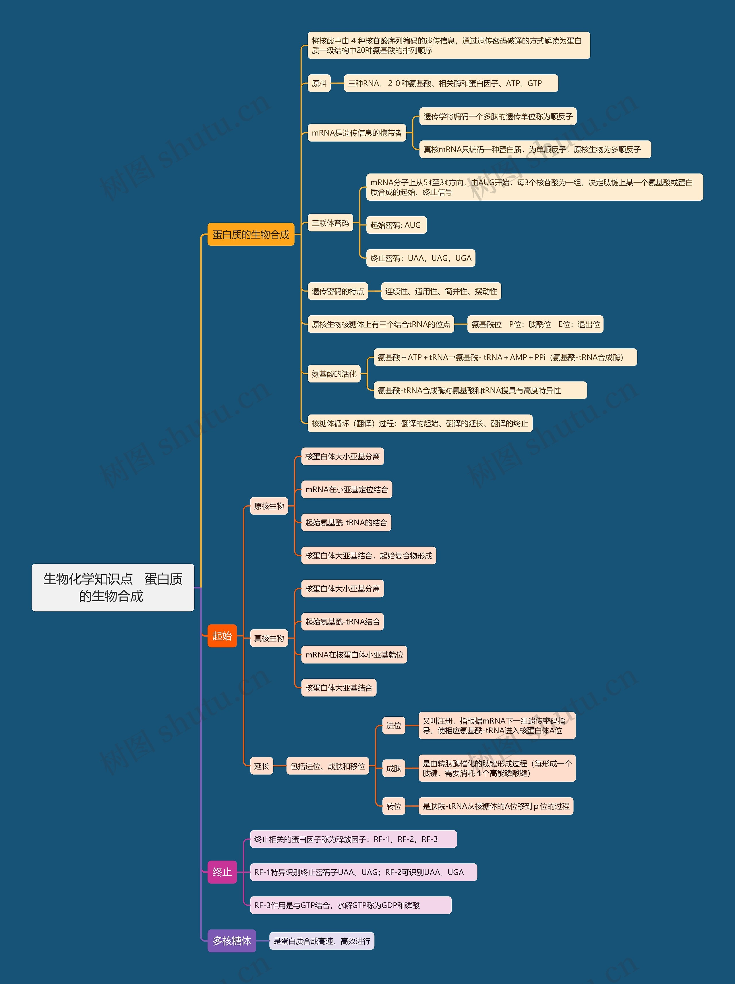 生物化学知识点   蛋白质的生物合成 思维导图