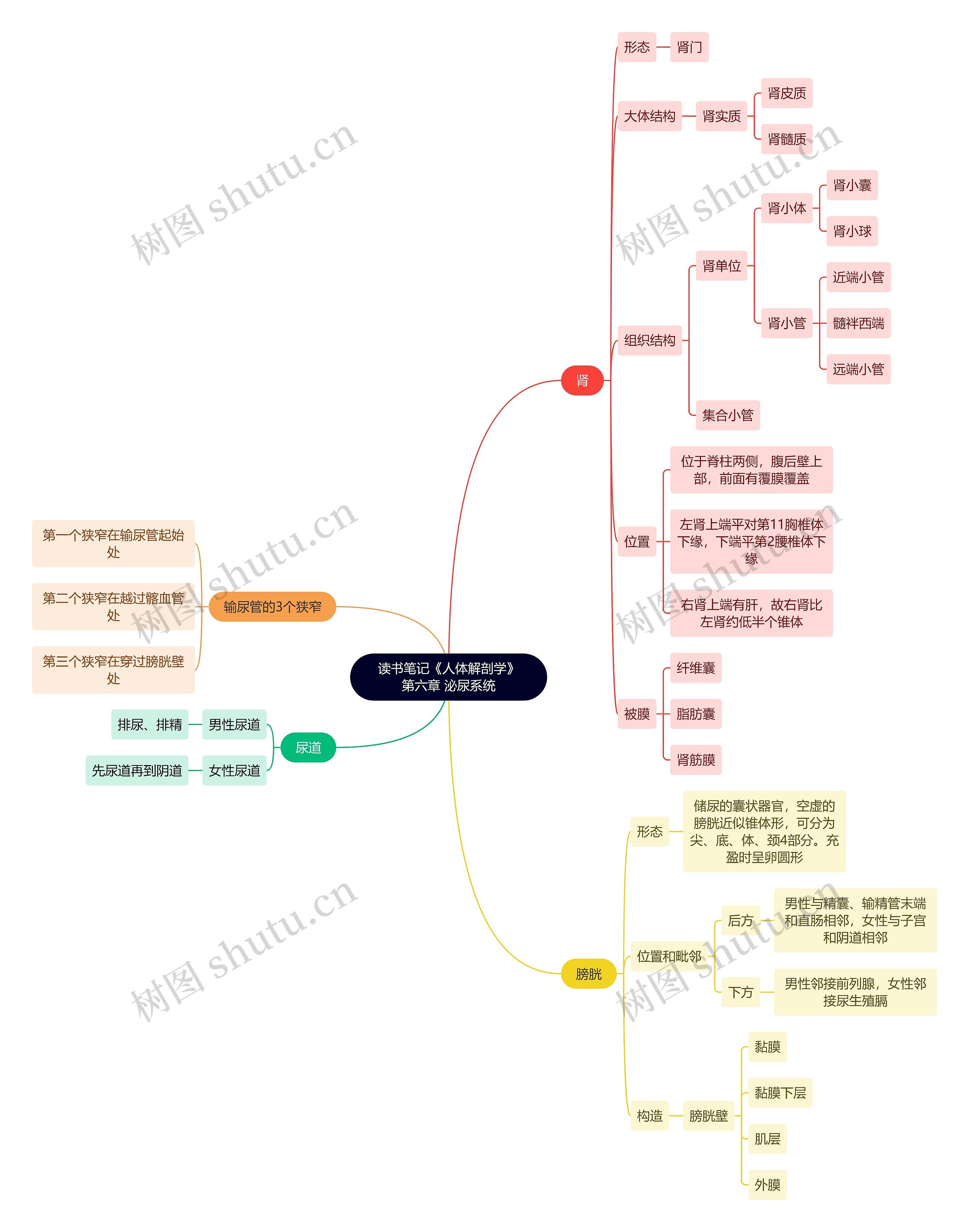 读书笔记《人体解剖学》第六章 泌尿系统